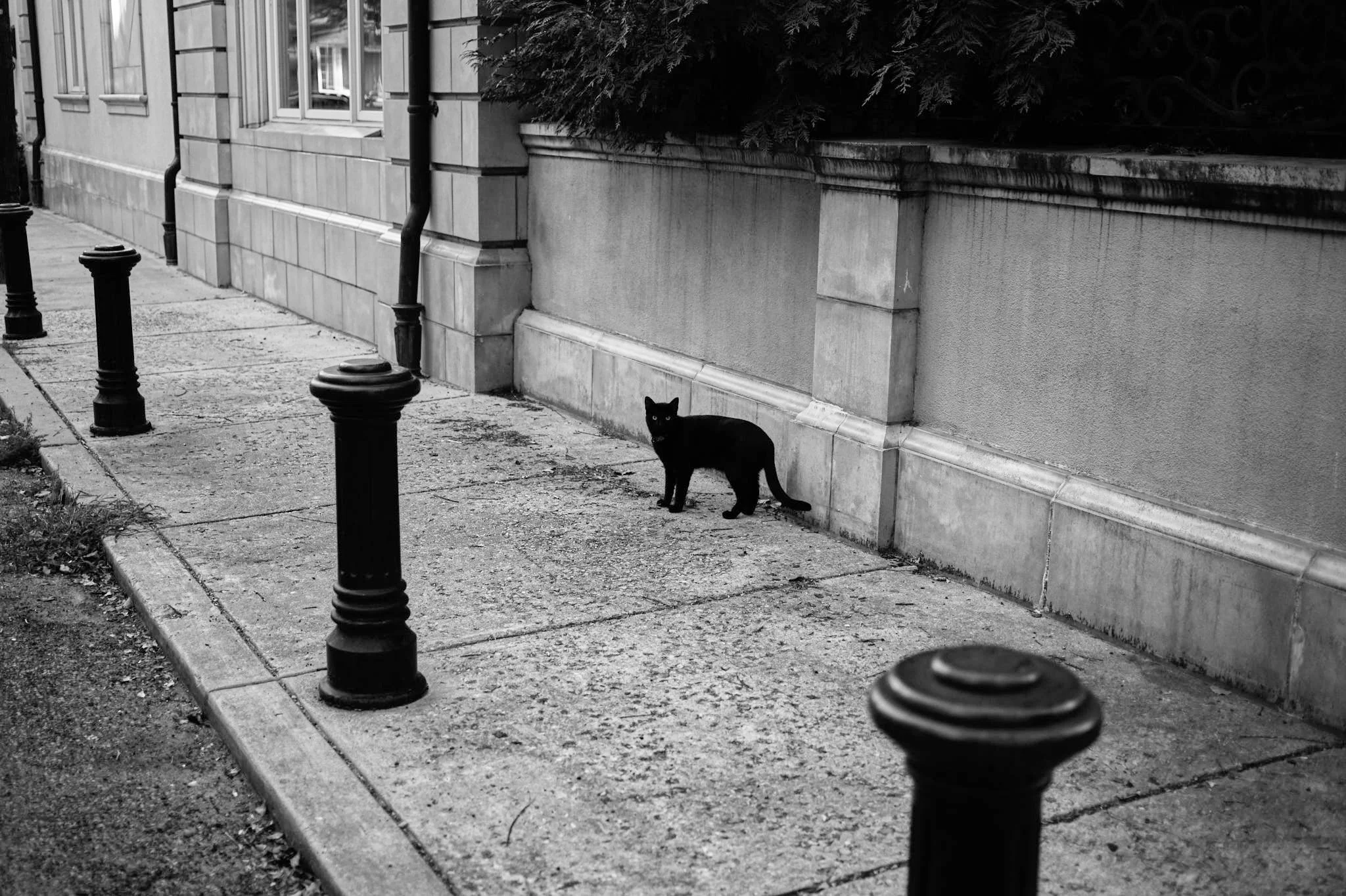 DIGITAL_STREET_PHOTOGRAPHY_BLACK_WHITE_CAT.jpg