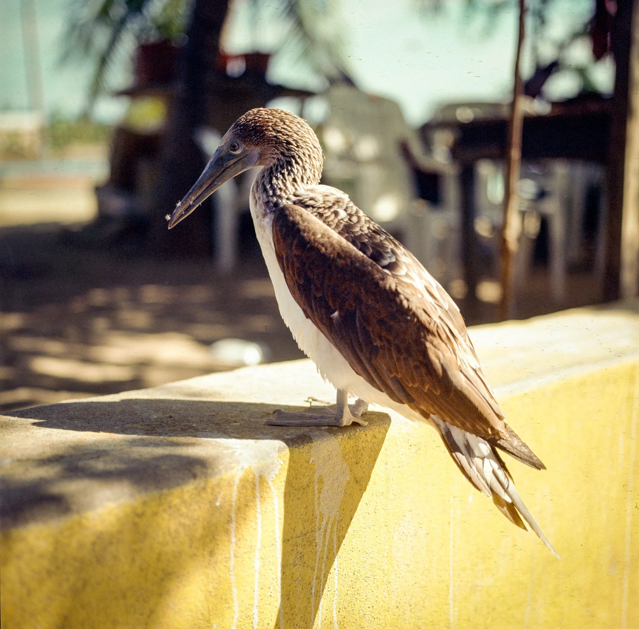 FILM_PHOTOGRAPHY_MEXICO_BIRD_BEAK.jpg