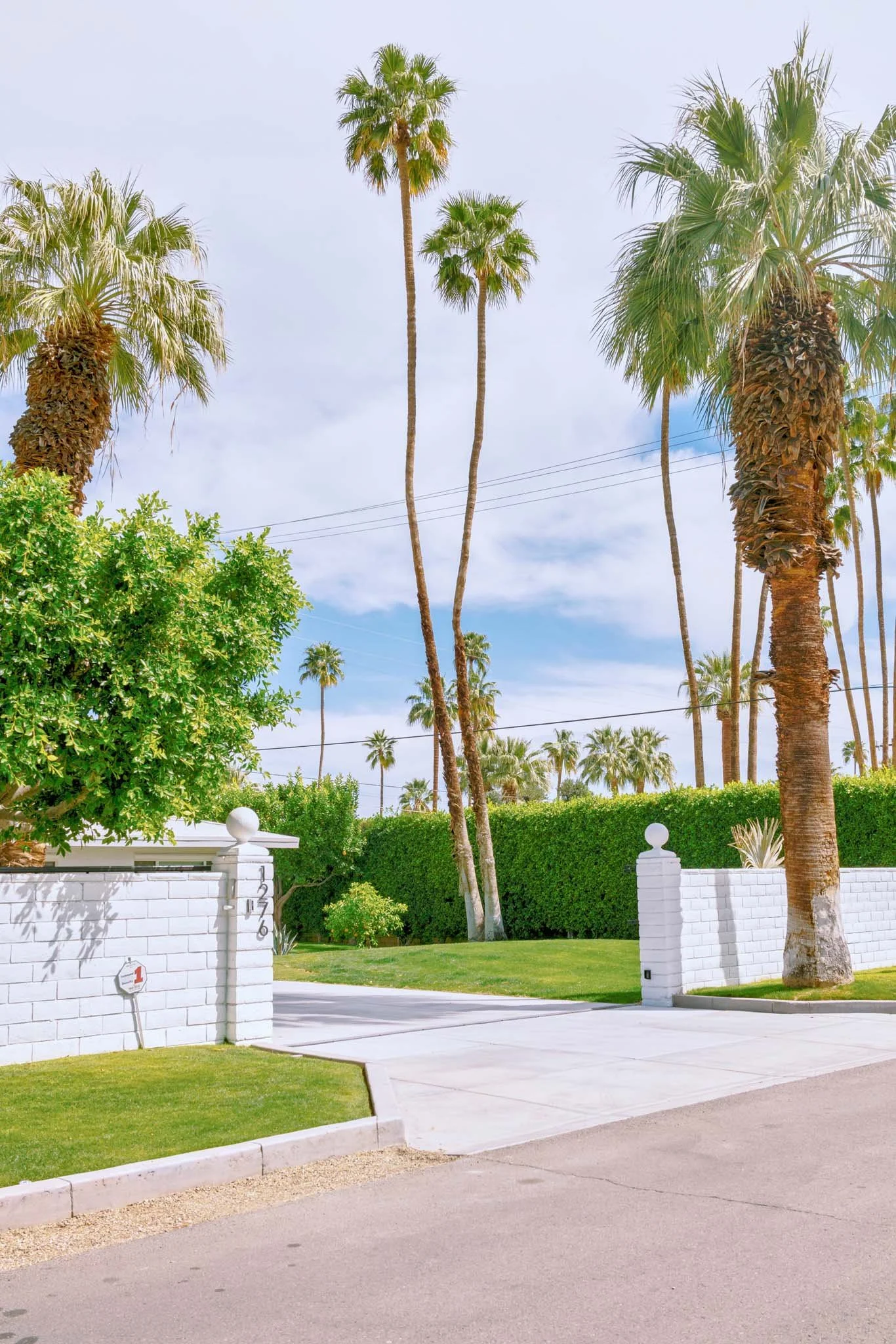 PALM_SPRINGS_DRIVEWAY_TREES.jpg
