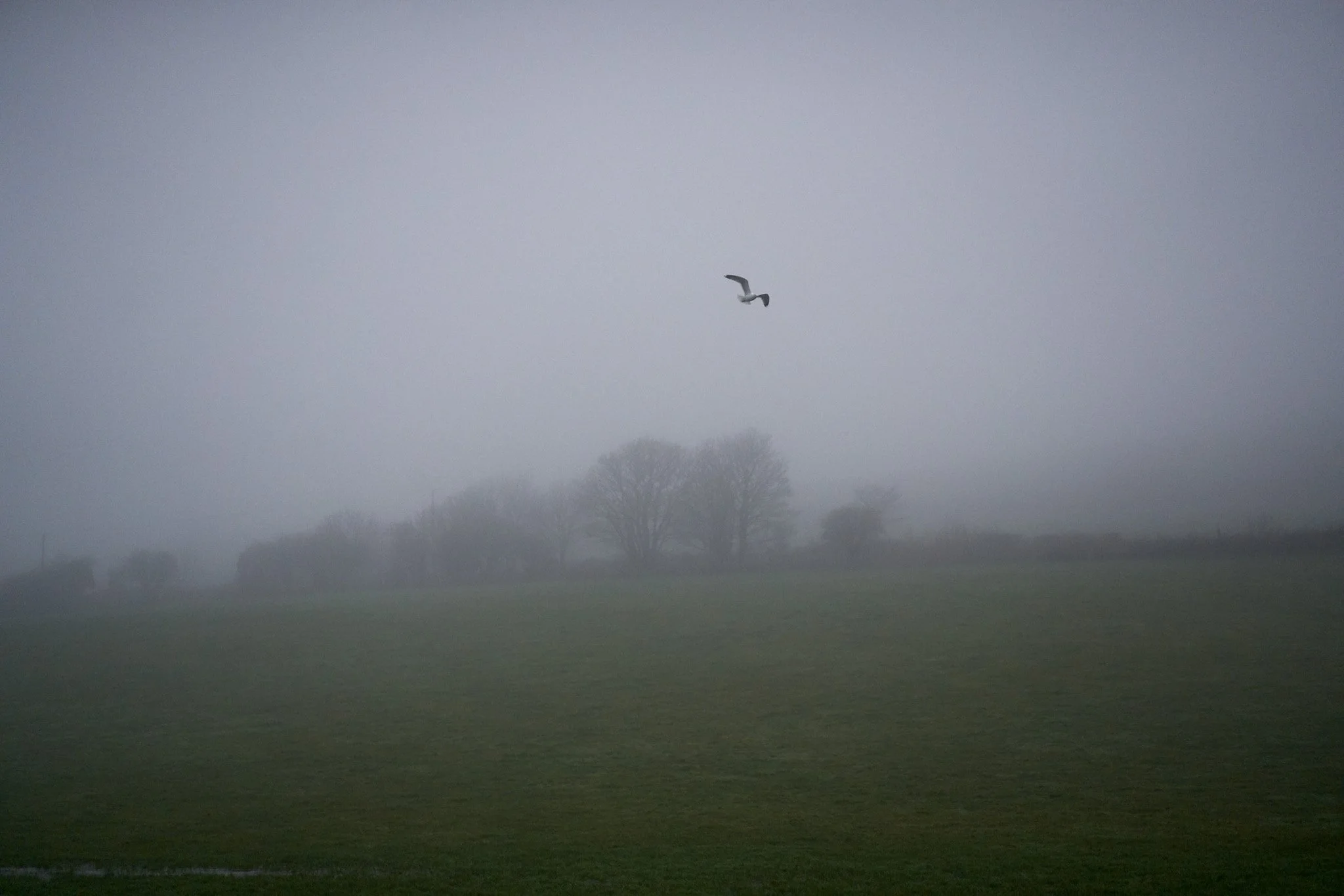 ENGLAND_DIGITAL_LANSCAPE_EARLY MORNING MIST IN PEMBROKESHIRE_DAVID_PEXTON_PHOTOGRAPHY_2.jpg