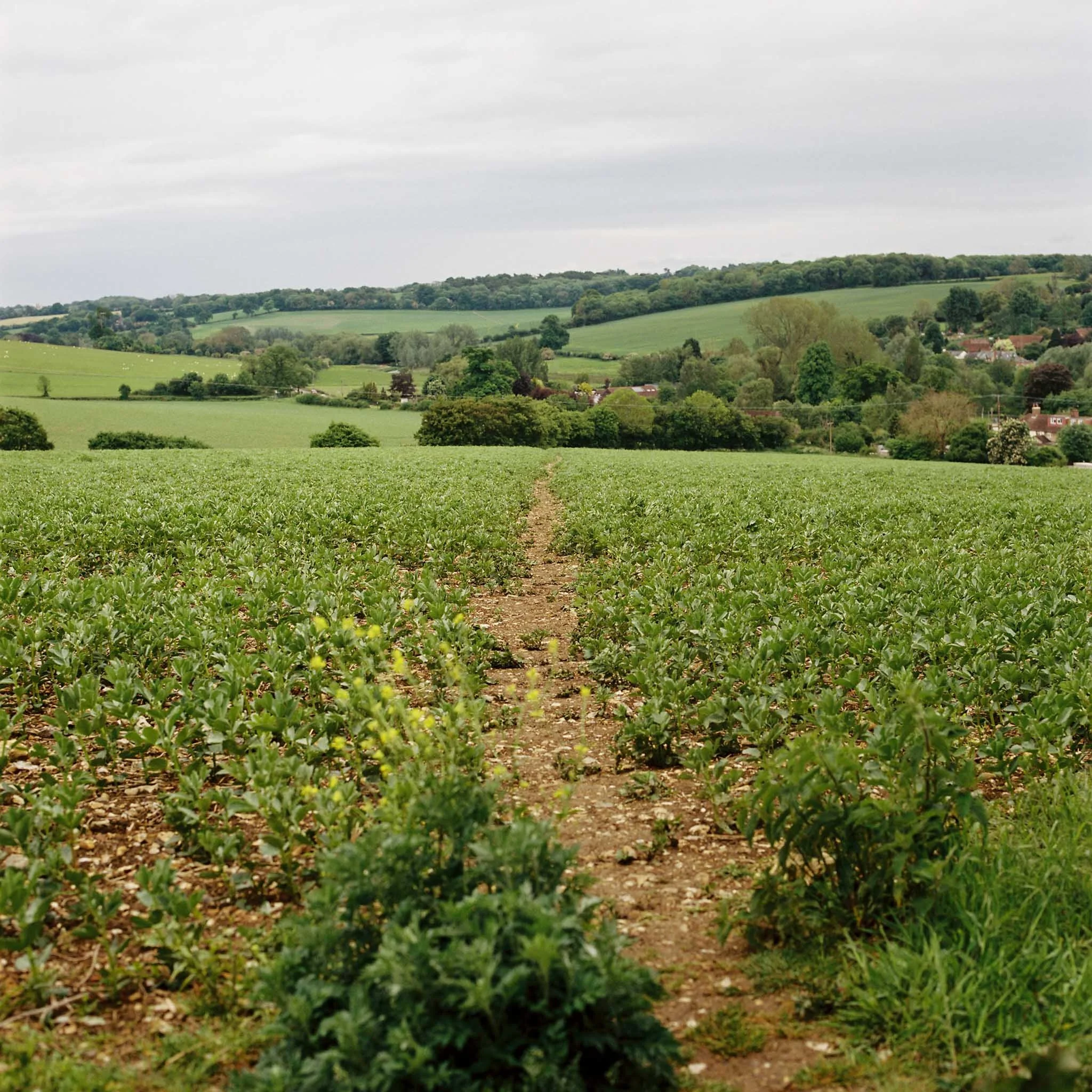 FILM_PHOTOGRAPHY_ENGLAND_COUNTRYSIDE_FARMERS_FIELD.jpg