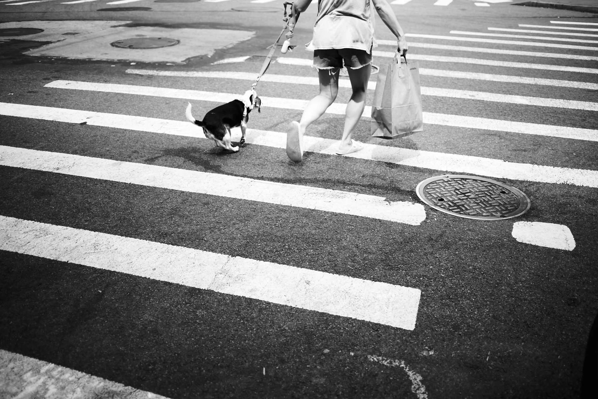 DIGITAL_STREET_PHOTOGRAPHY_NYC_RELUCTANT_DOG.jpg