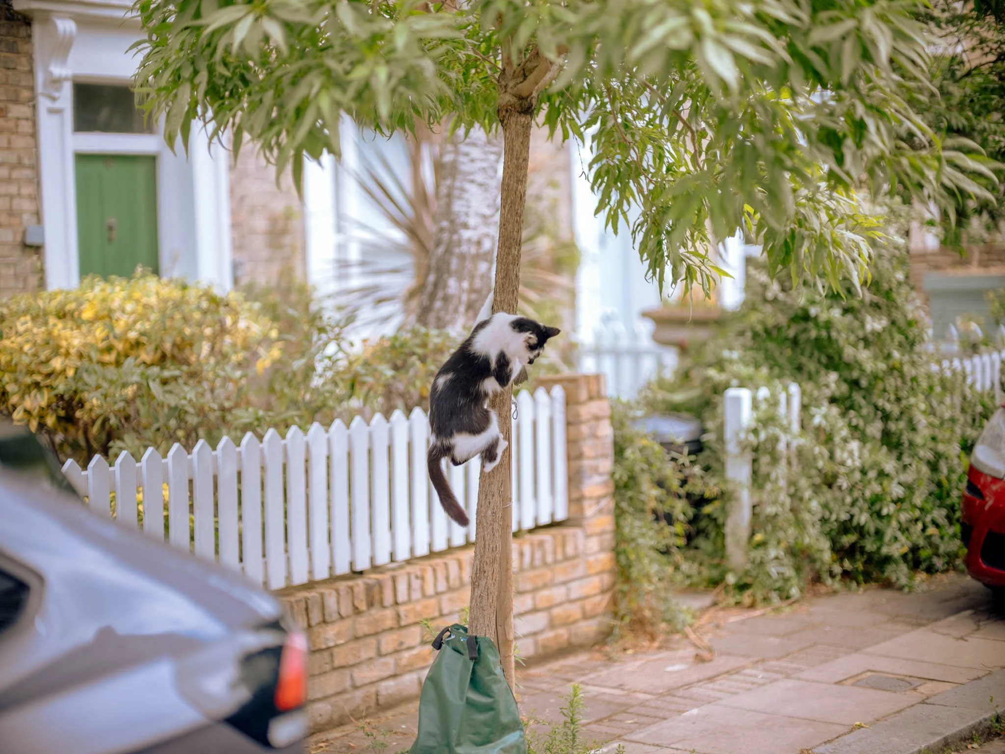 DIGITAL_PHOTOGRAPHY_STREET_LONDON_CAT_TREE.jpg