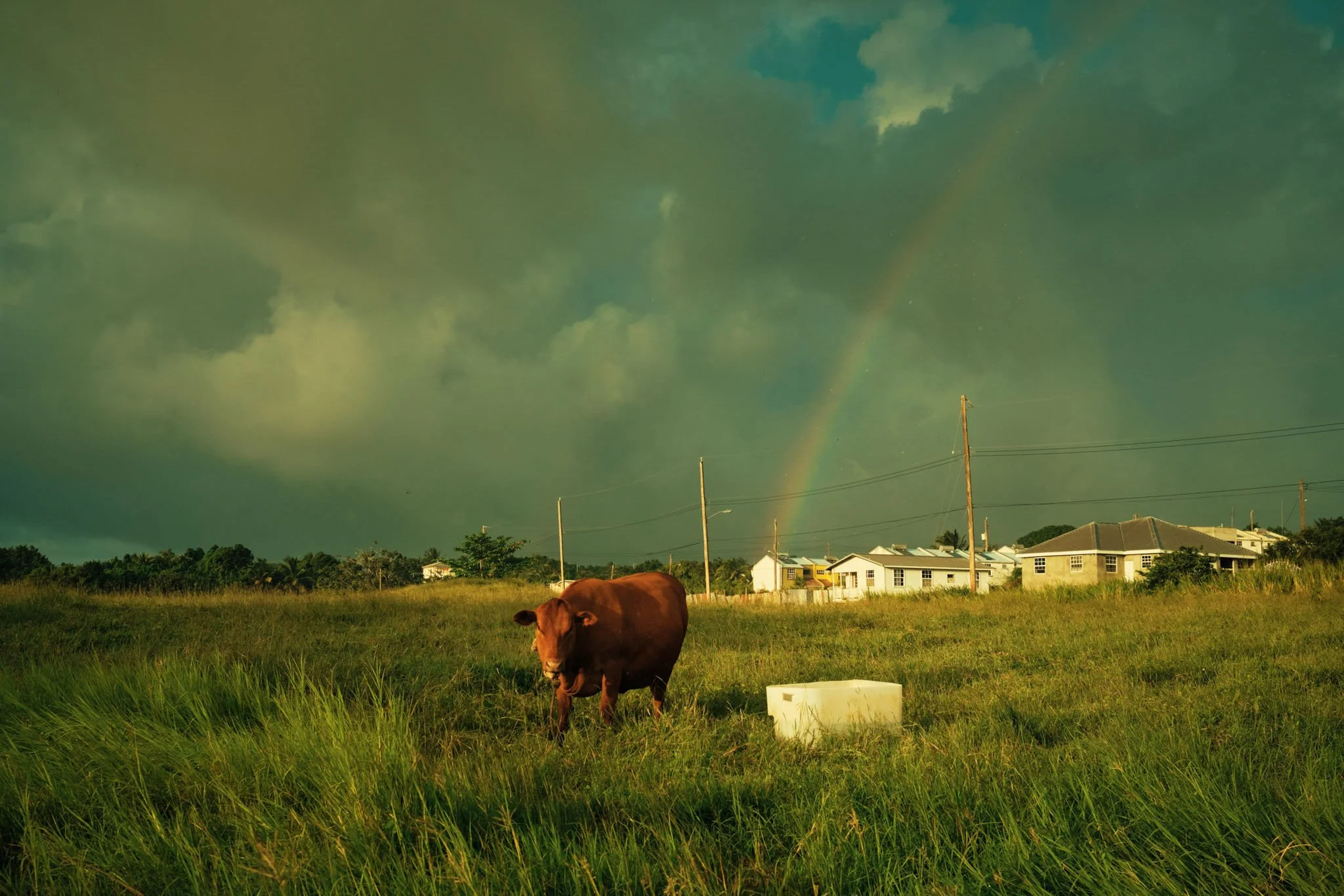 BARBADOS_RAINBOW_COW_DAVID_PEXTON_PHOTOGRAPHY.jpg