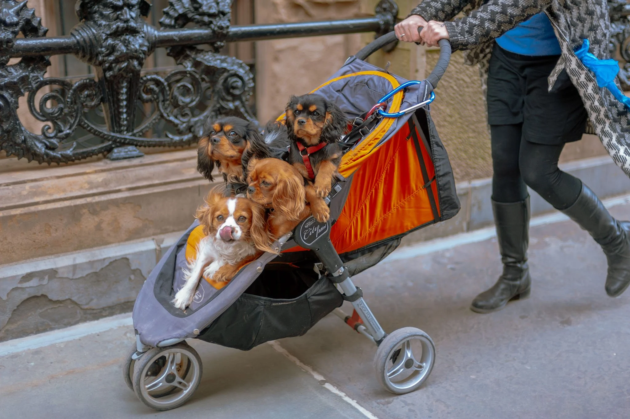 DIGITAL_STREET_PHOTOGRAPHY_NYC_DOGS_IN_PUSCHAIR_.jpg