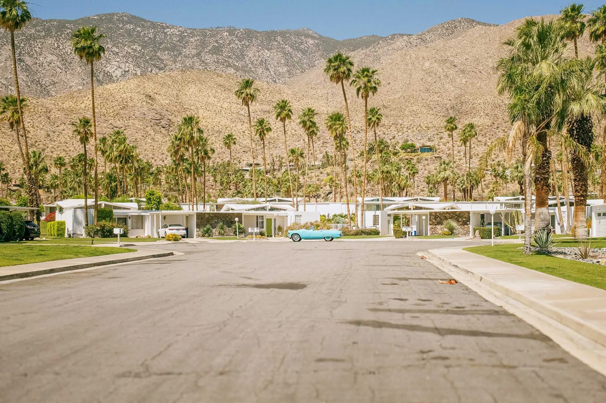 PALM_SPRINGS_LONG_HGOOD_LONG_TRUNK.jpg