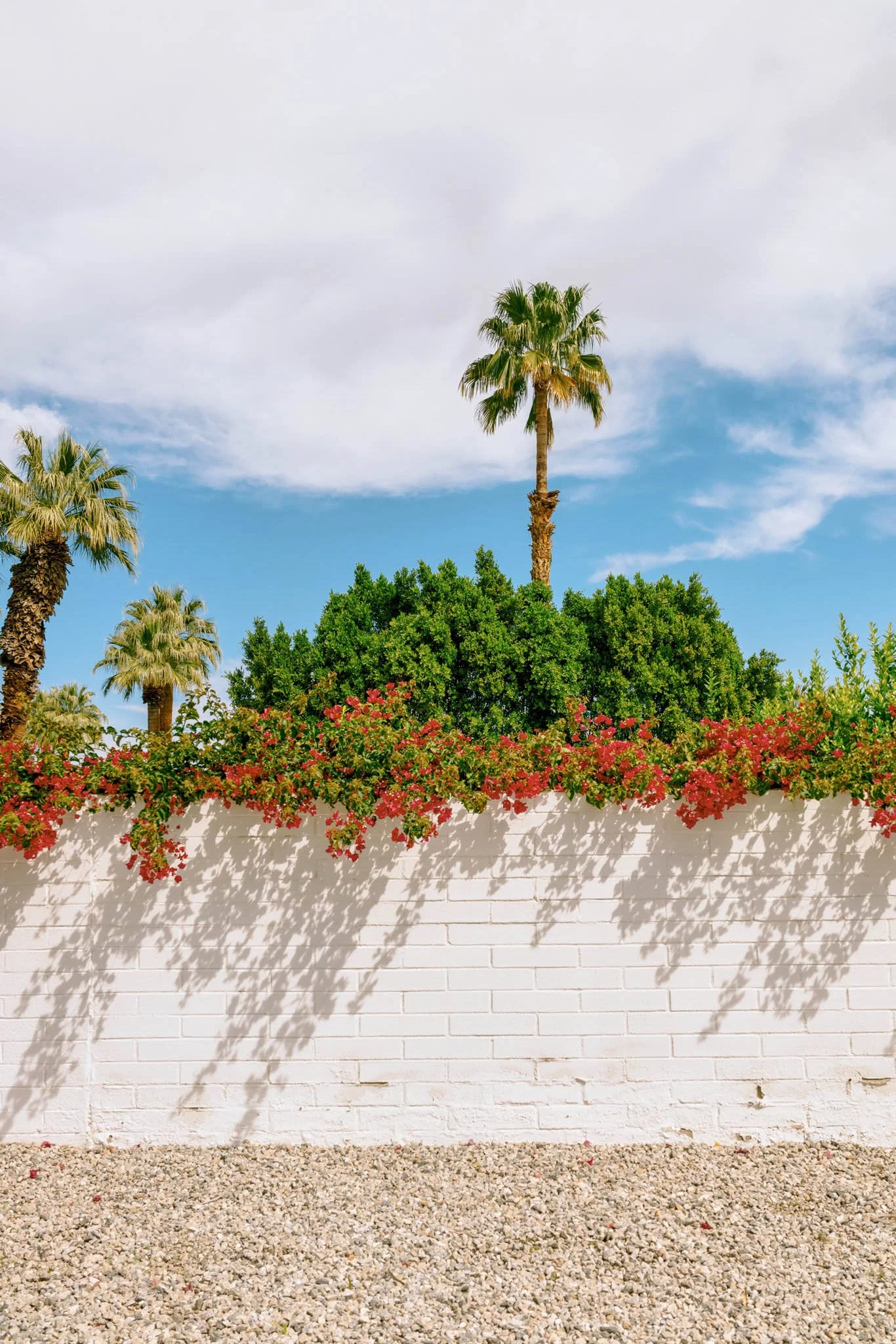 PALM_SPRINGS_PINK_FLOWERS_SHADOWS.jpg