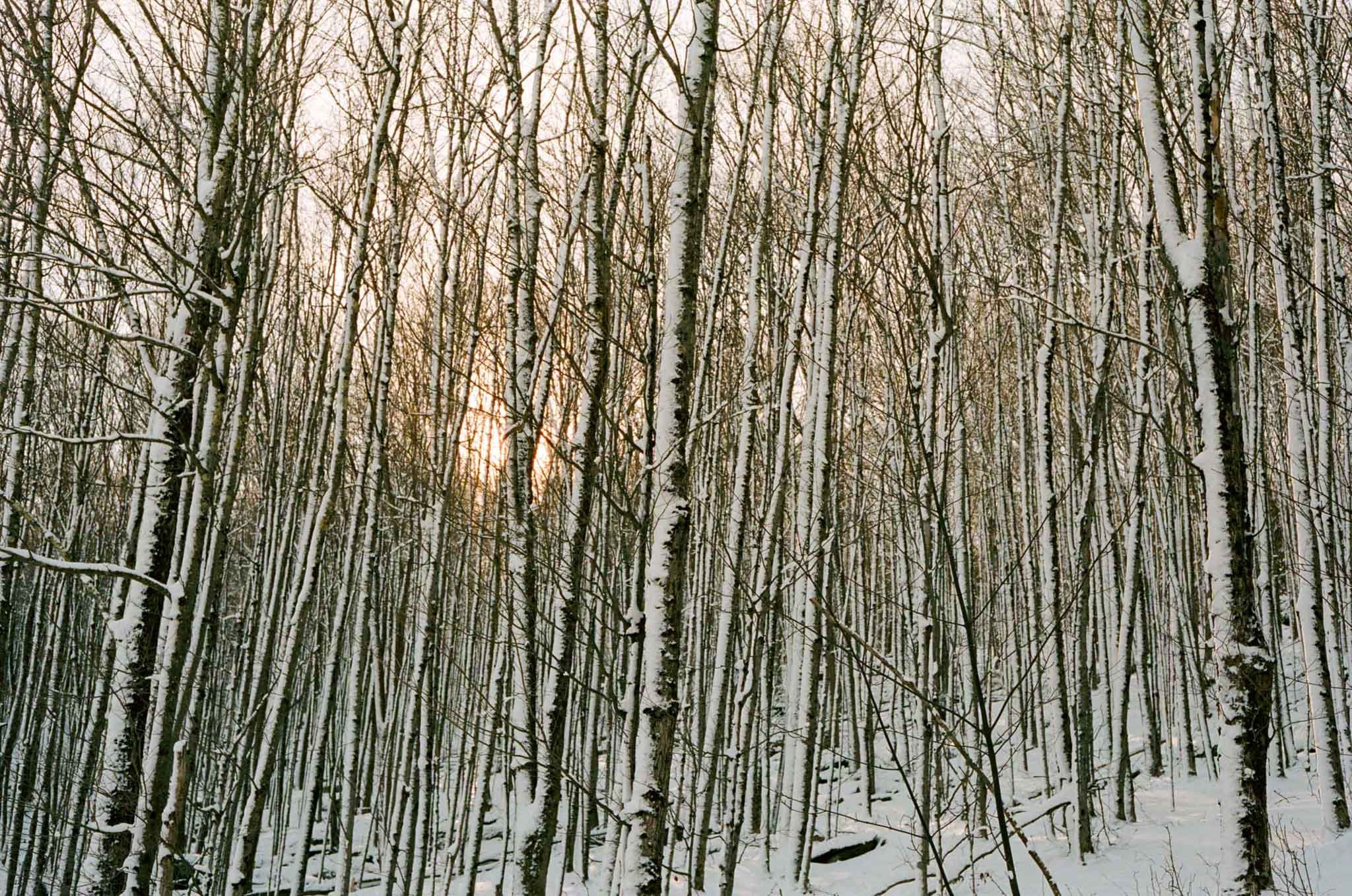 NEW_YORK_FILM_PHOTOGRAPHY_CATSKILLS_TREES_SNOW_SUN.jpg