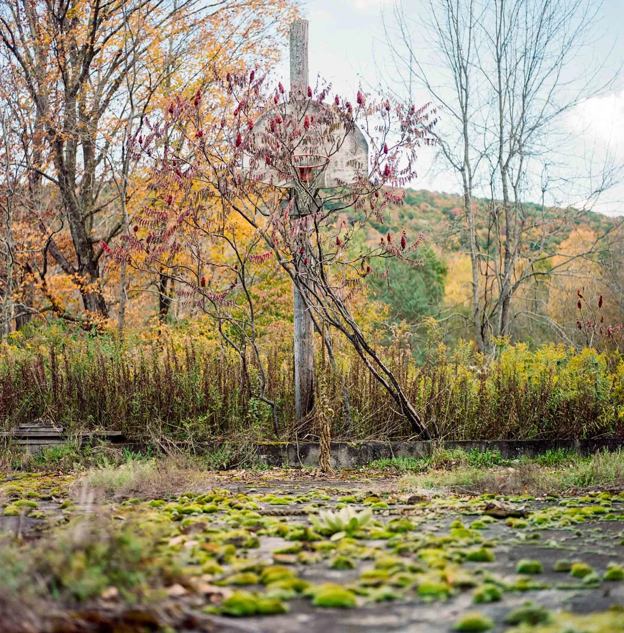 FILM_PHOTOGRAPHY_OVERGROWN_BASKETBALL_.jpg