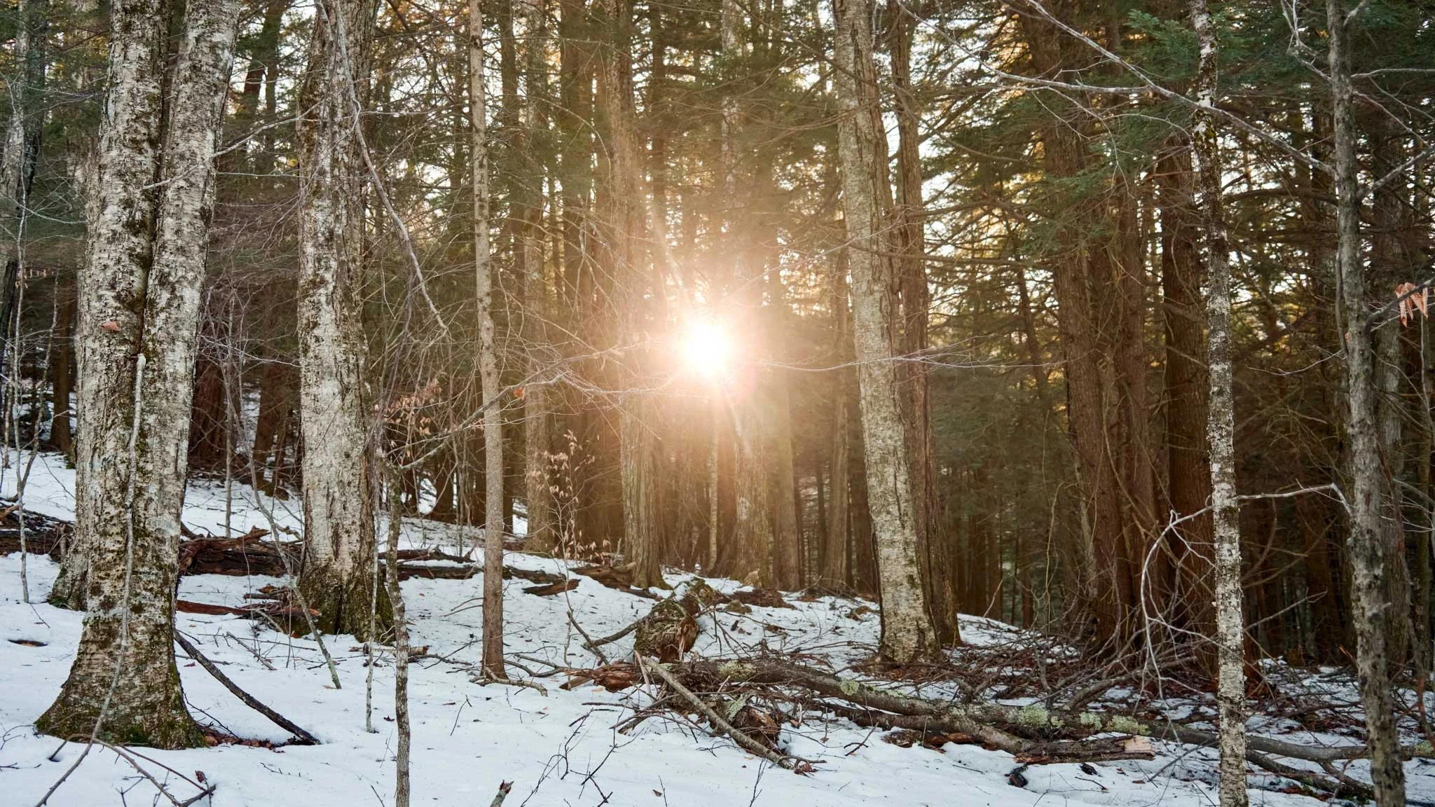DIGITAL_PHOTOGRAPHY_SUNLIGHT_THROUGH_TREES_UPSTATE.jpg