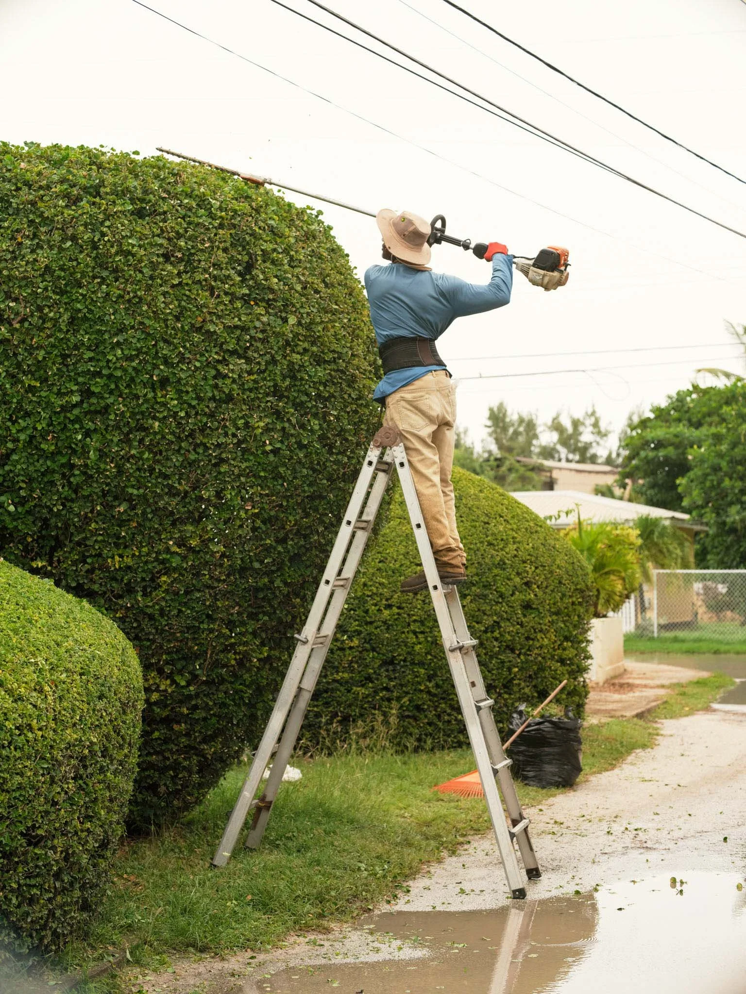 BARBADOS_A-MAN-TRIMMING-A-LARGE-HEDGE-IN-BARBADOS_-POSES-FOR-A-PORTRAIT-ON-HIS-STEP-LADDER.jpg