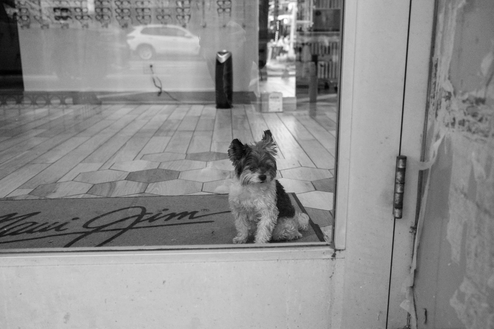 DIGITAL_STREET_PHOTOGRAPHY_TINY_DOG_DOORWAY.jpg