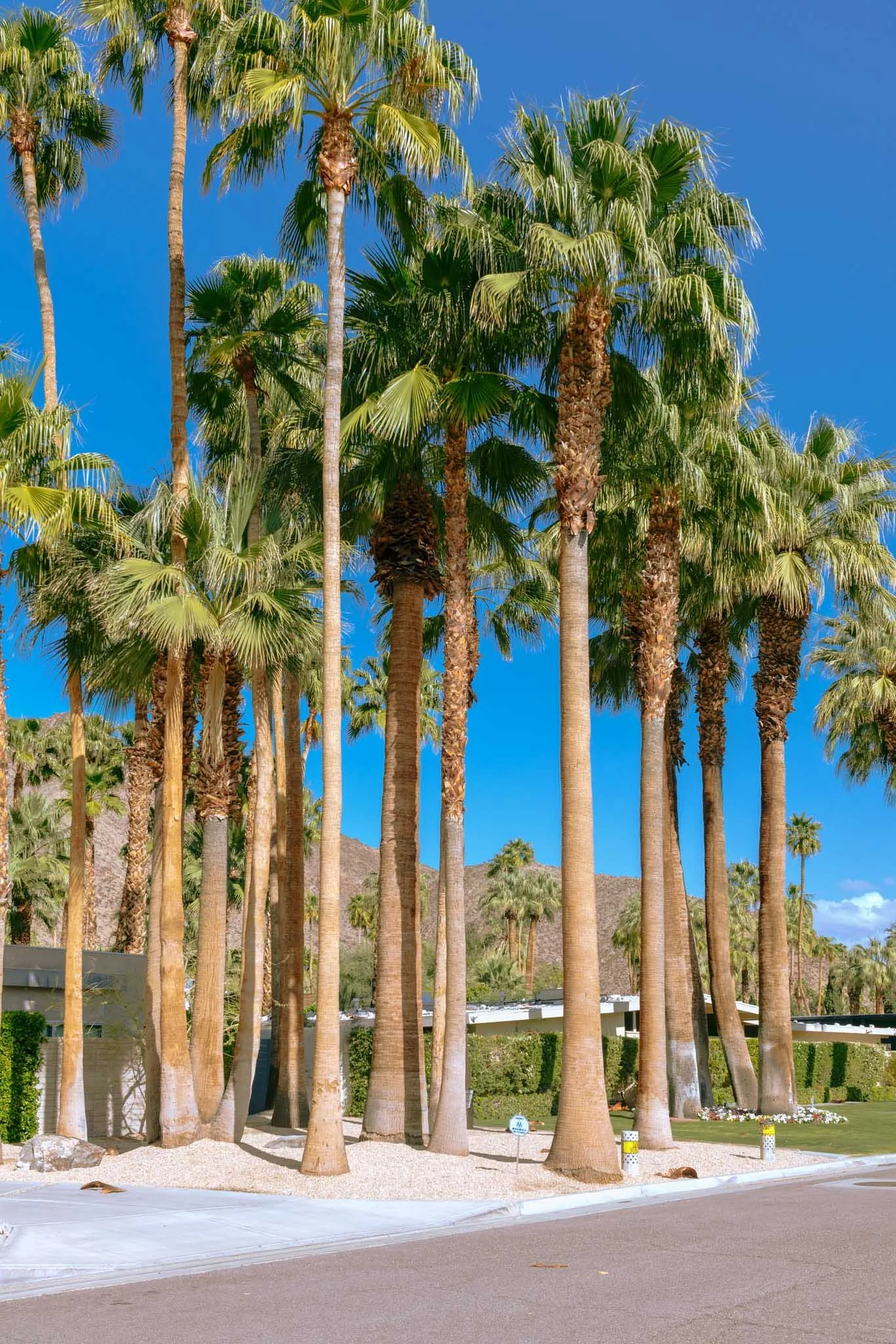 PALM_SPRINGS_PALM_CLUSTER .jpg