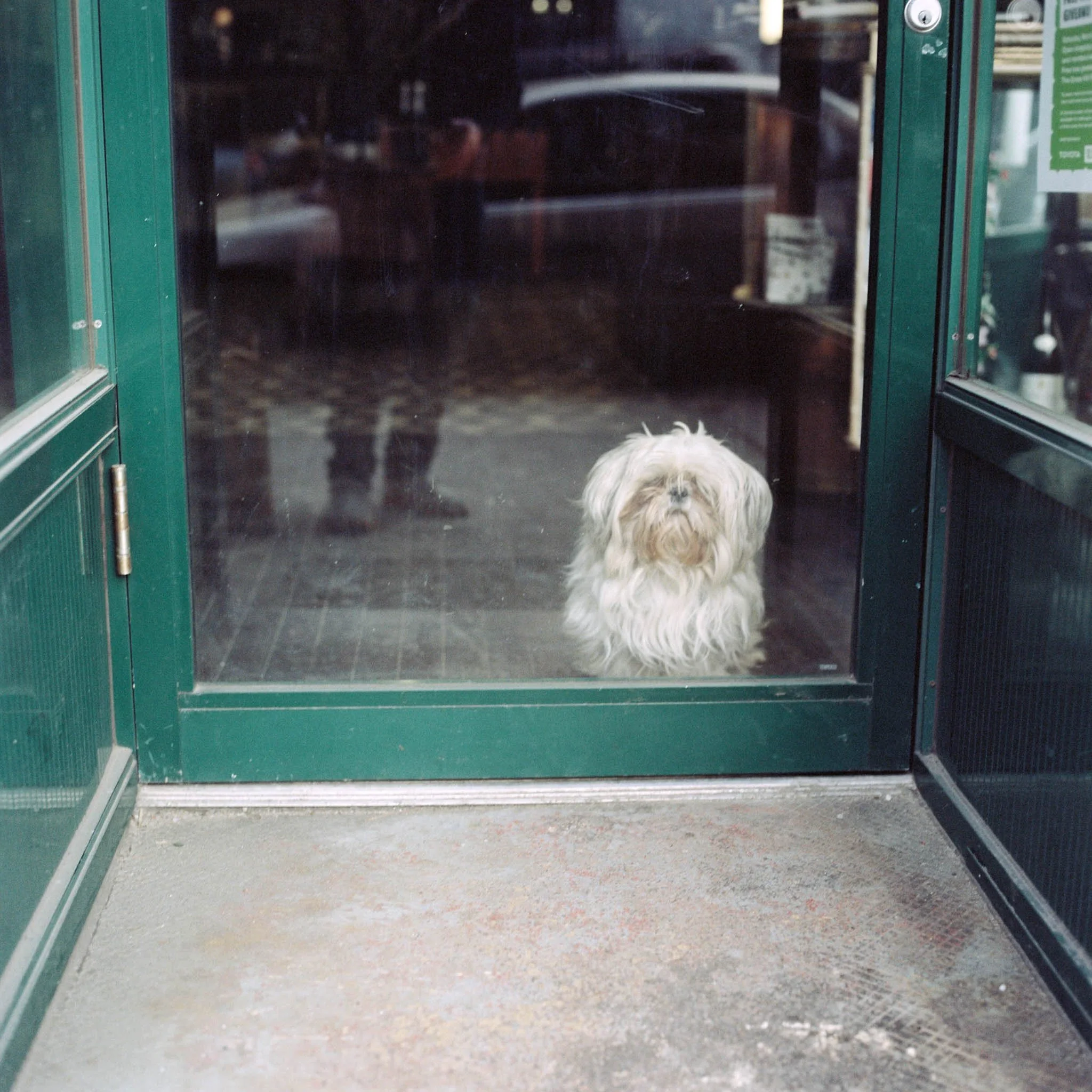 NEW_YORK_FILM_STREET_PHOTOGRAPHY_DOG_IN_DOORWAY.jpg