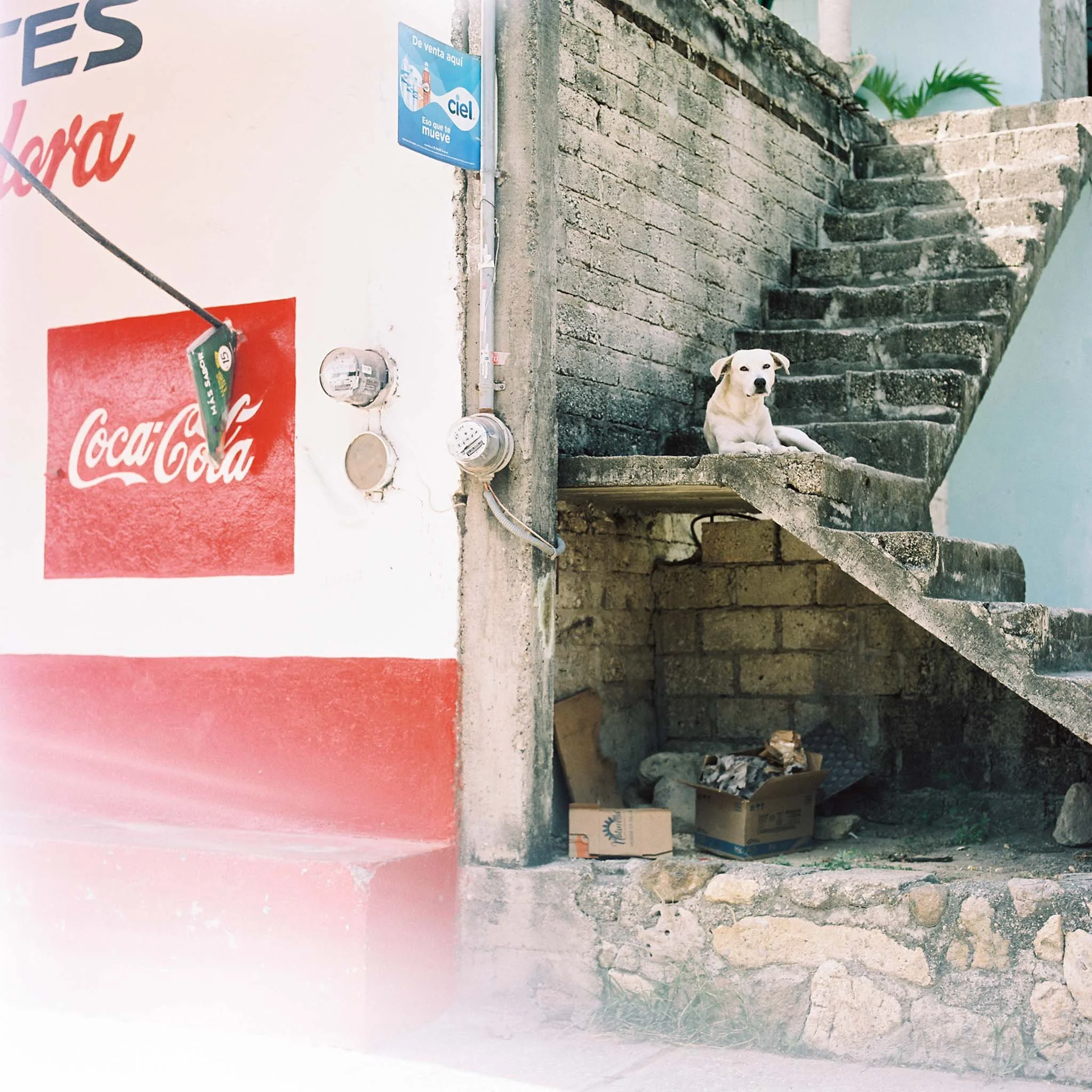 FILM_PHOTOGRAPHY_MEXICO_LIGHT_LEAK_DOG_COCA_COLA.jpg