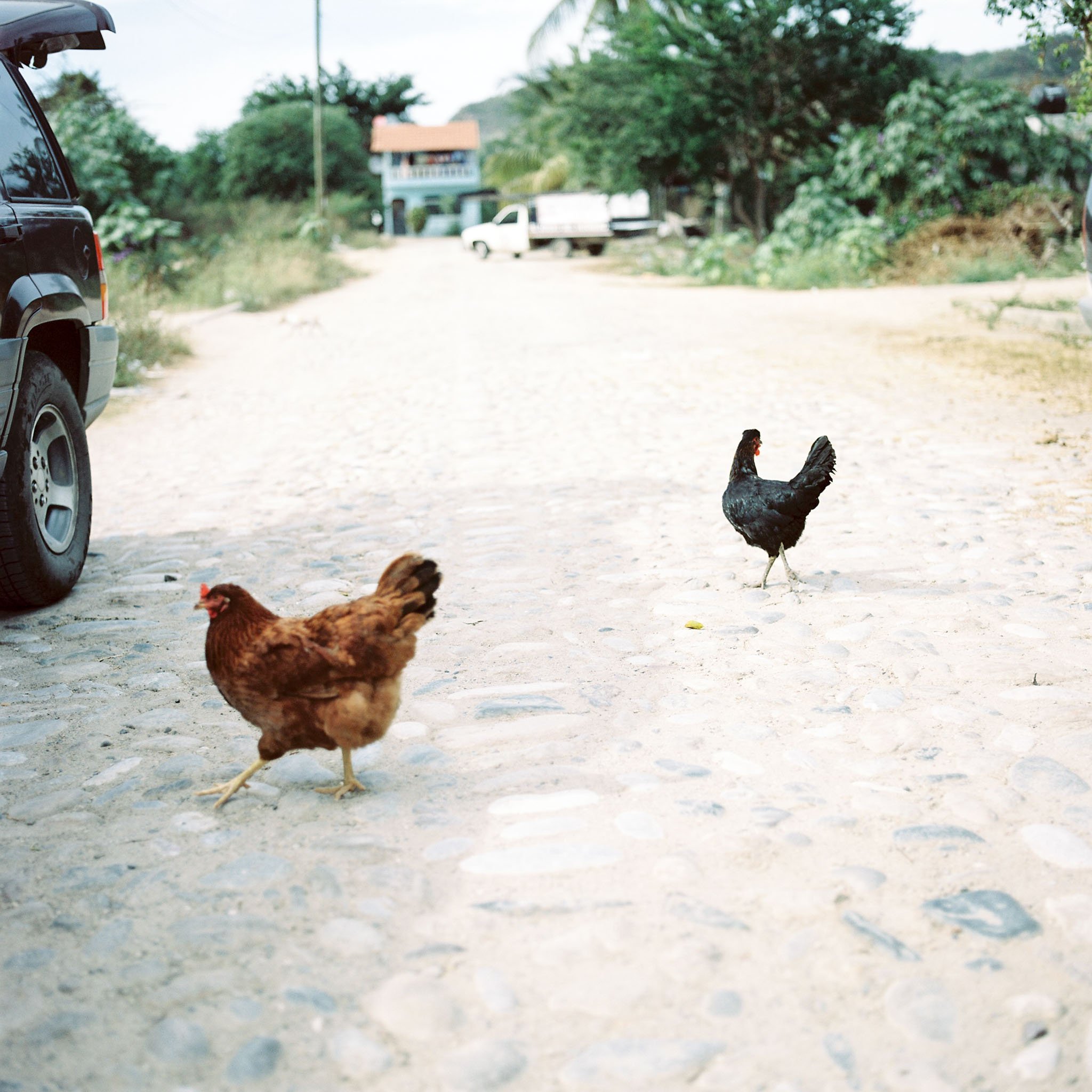 FILM_PHOTOGRAPHY_MEXICO_CHICKEN_CROSS.jpg
