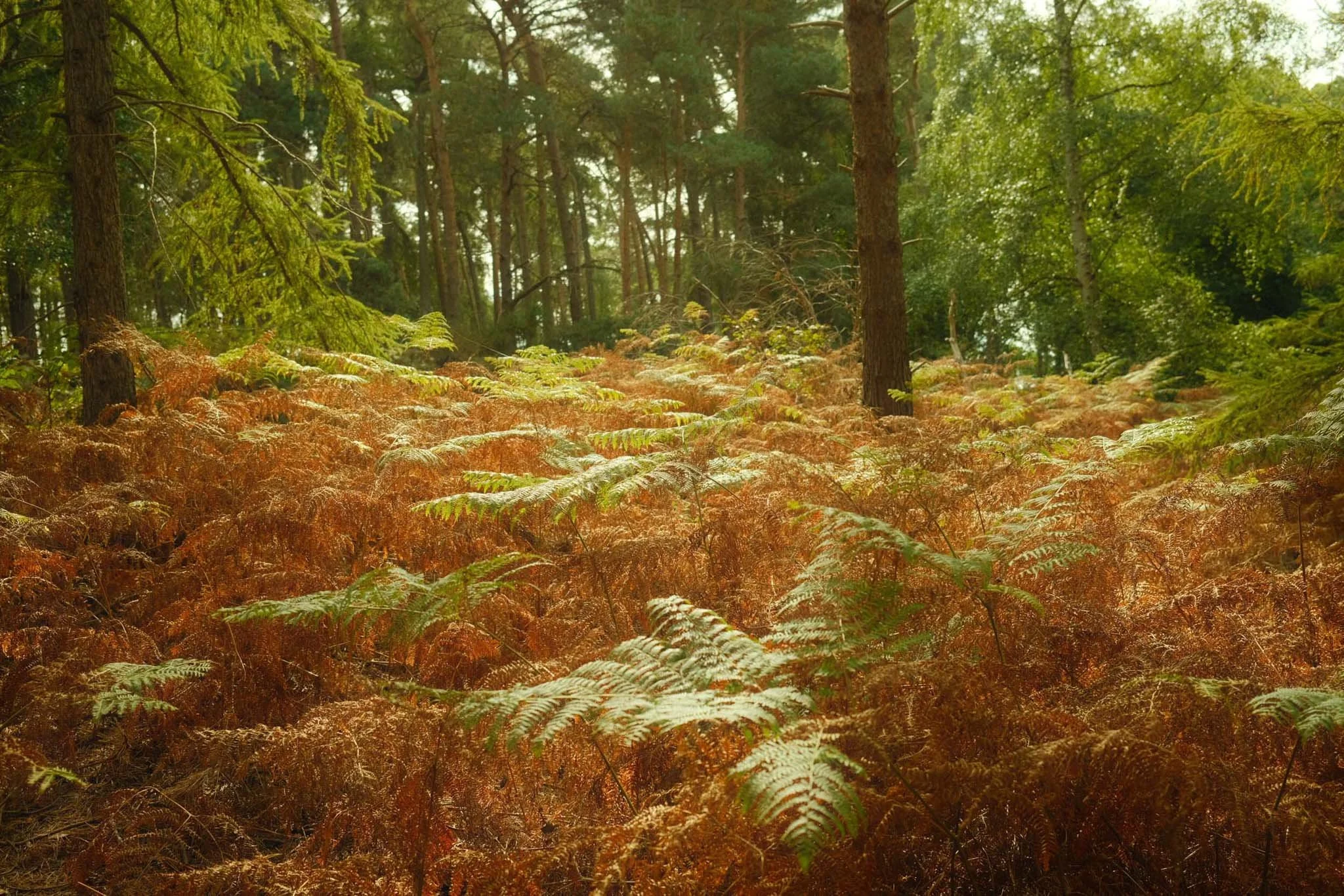 ENGLAND_DIGITAL_PHOTOGRAPHY_CHICKSANDS_PARK_ENGLAND_1.jpg