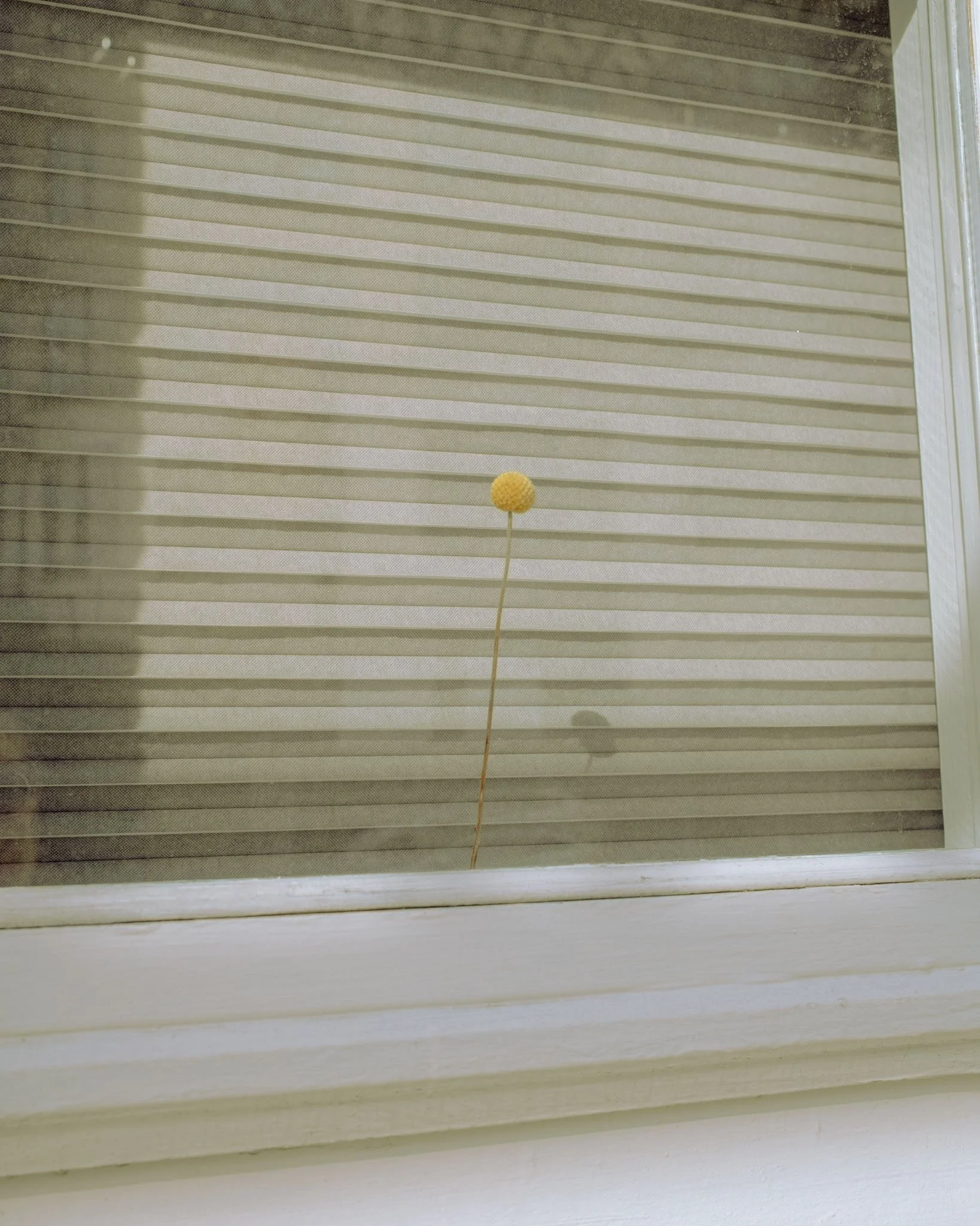 NEW_YORK_DIGITAL_STREET_PHOTOGRAPHY_LONE_INDOOR_FLOWER.jpg