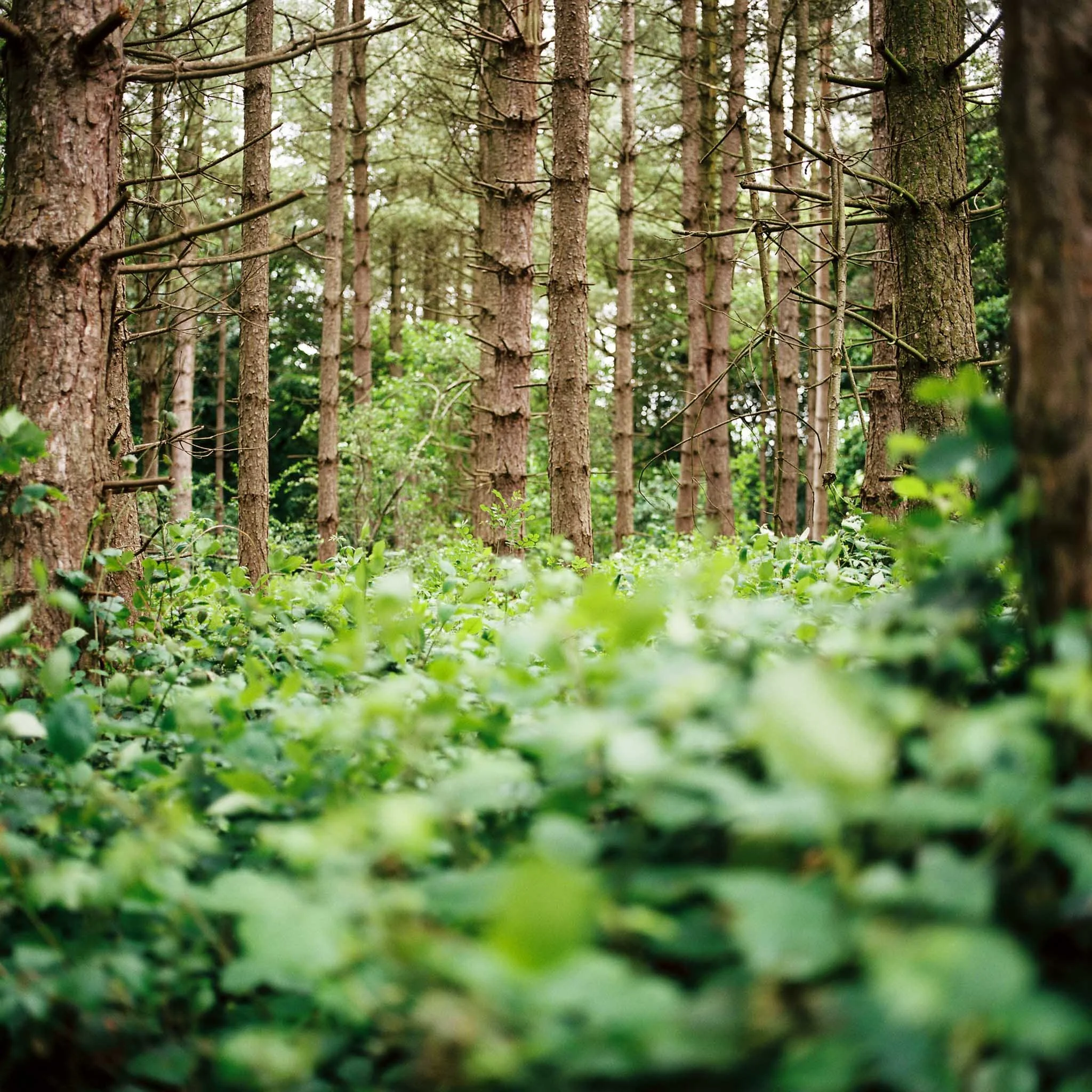 FILM_PHOTOGRAPHY_ENGLAND_COUNTRYSIDE_TREES_ASHRIDGE.jpg