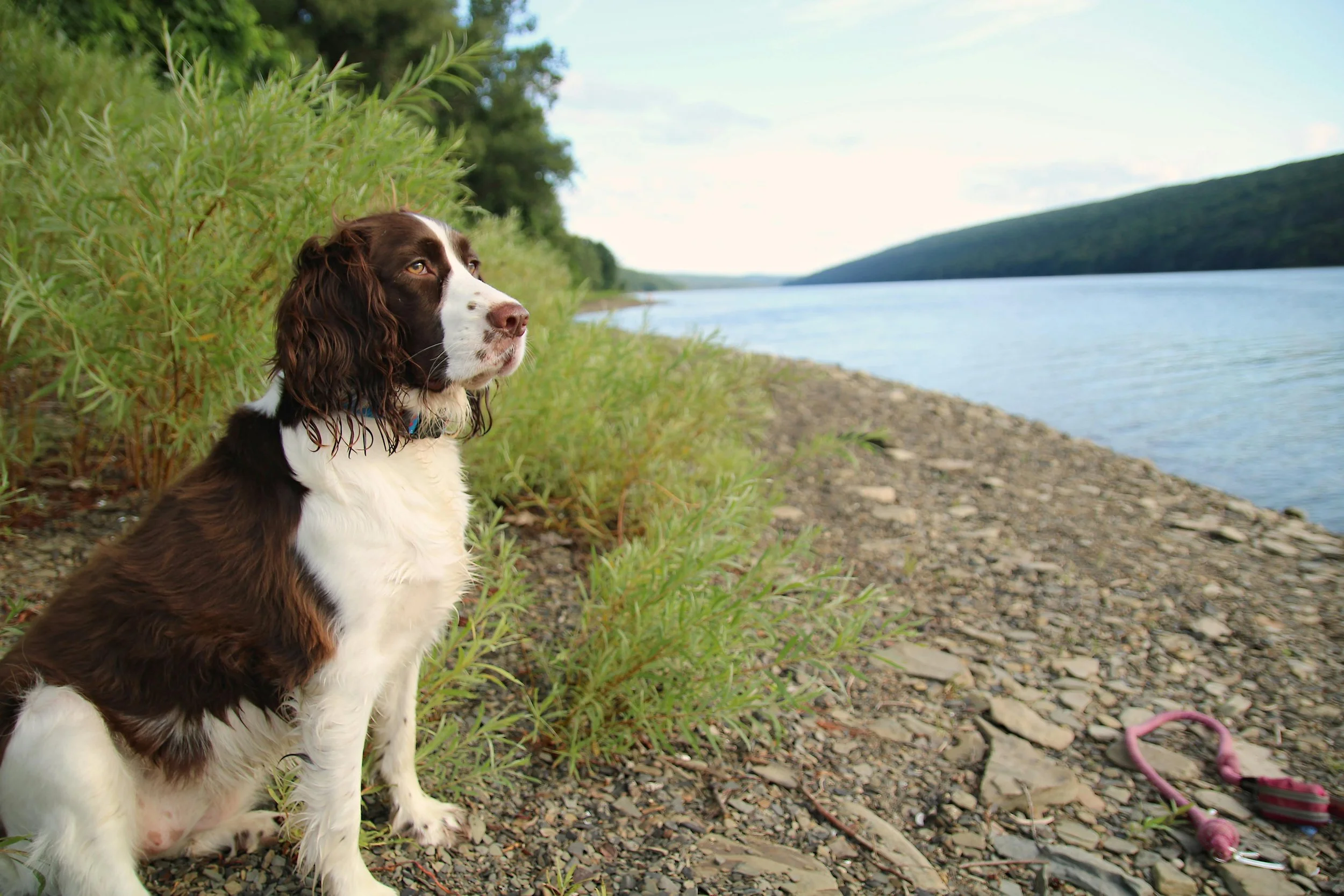 A brown and white dog sitting on a pebbled shoreline near a river, with greenery and trees in the background, and a pink leash lying on the ground.