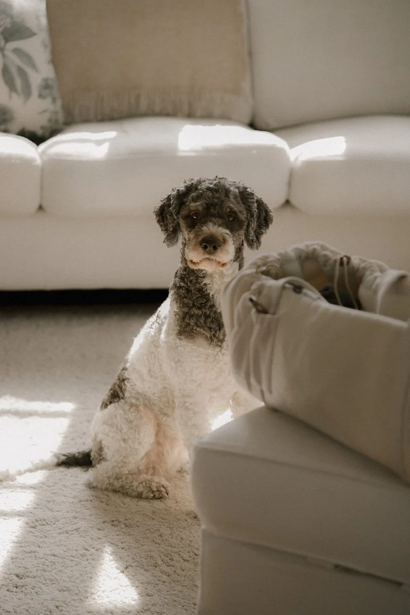 Koira katsoo kameraan valoisassa olohuoneessa. Perhekuvaus kotona.