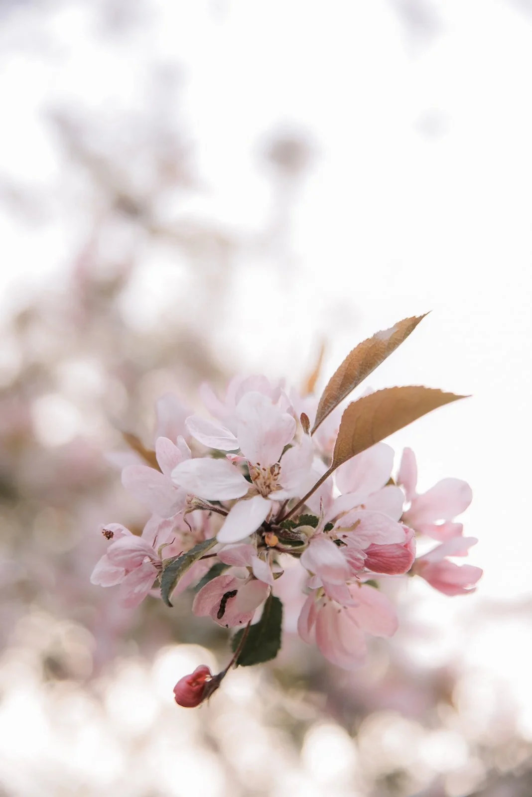 Kauniit kirsikankukat.