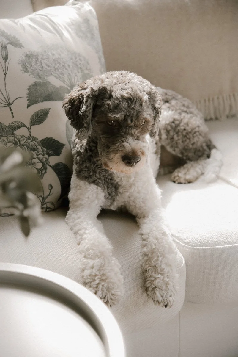 Rennosti sovalla istuva koira.