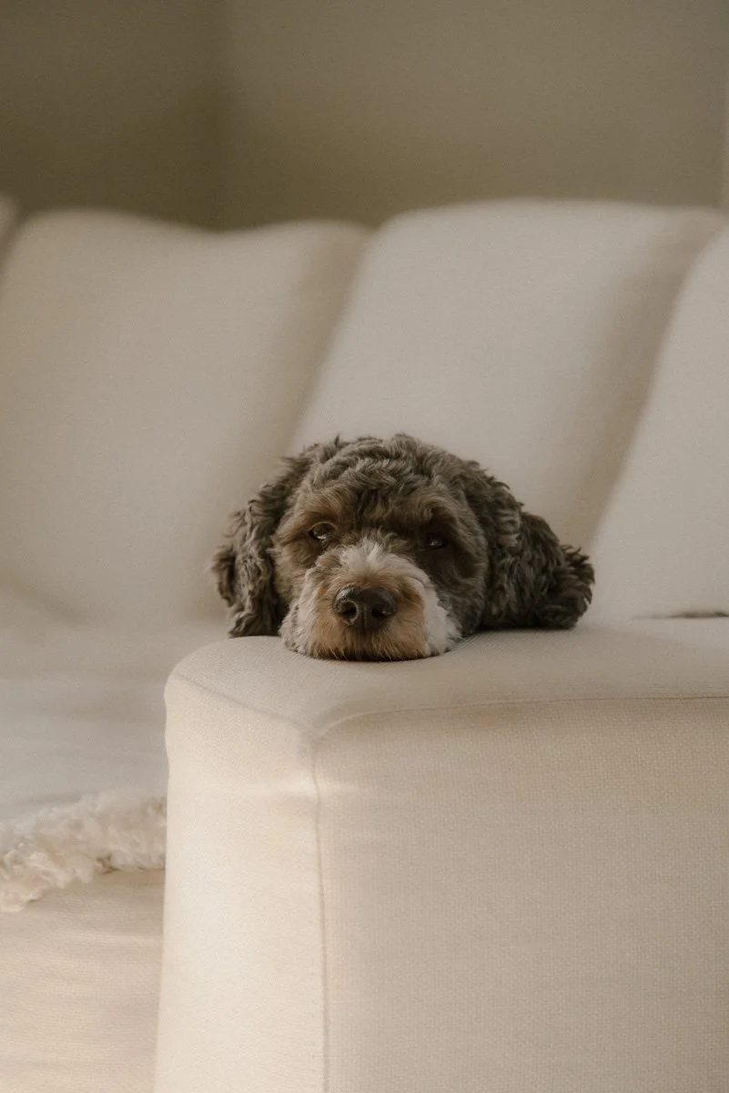 Koira lepää rennosti sohvalla ja katsoo kameraan.