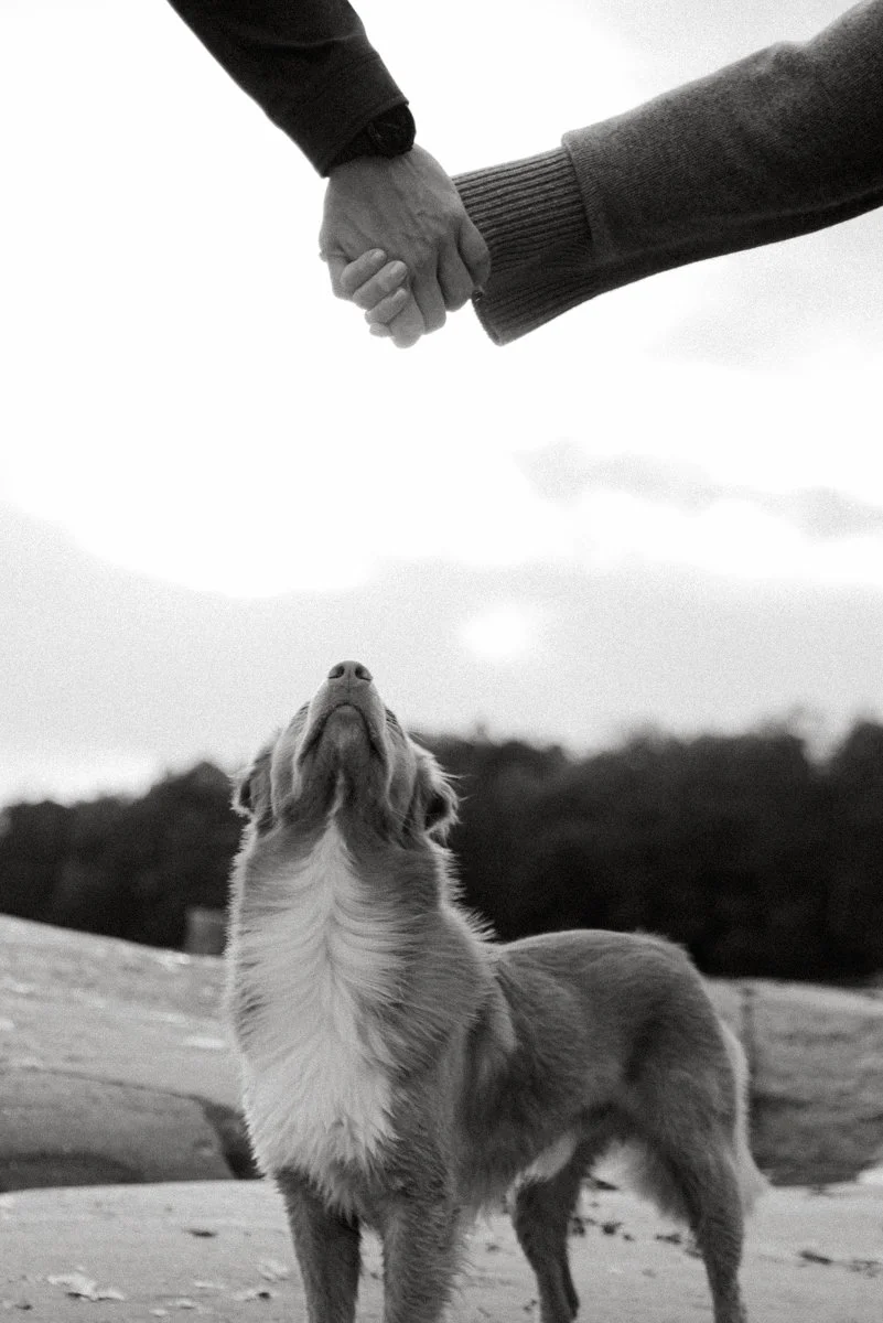 Koira katsoo kun vanhempien kädet ovat kietoutuneet yhteen.