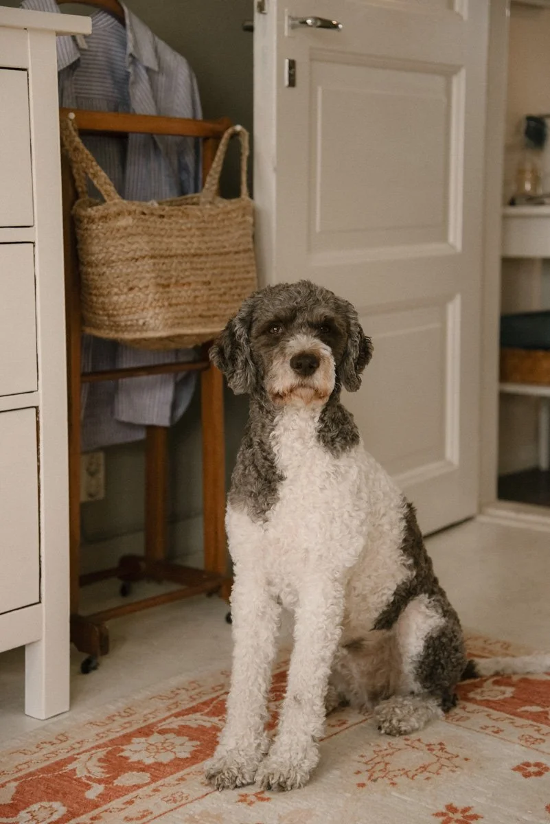 Kaunis koira katsoo kameraan kotonaan.