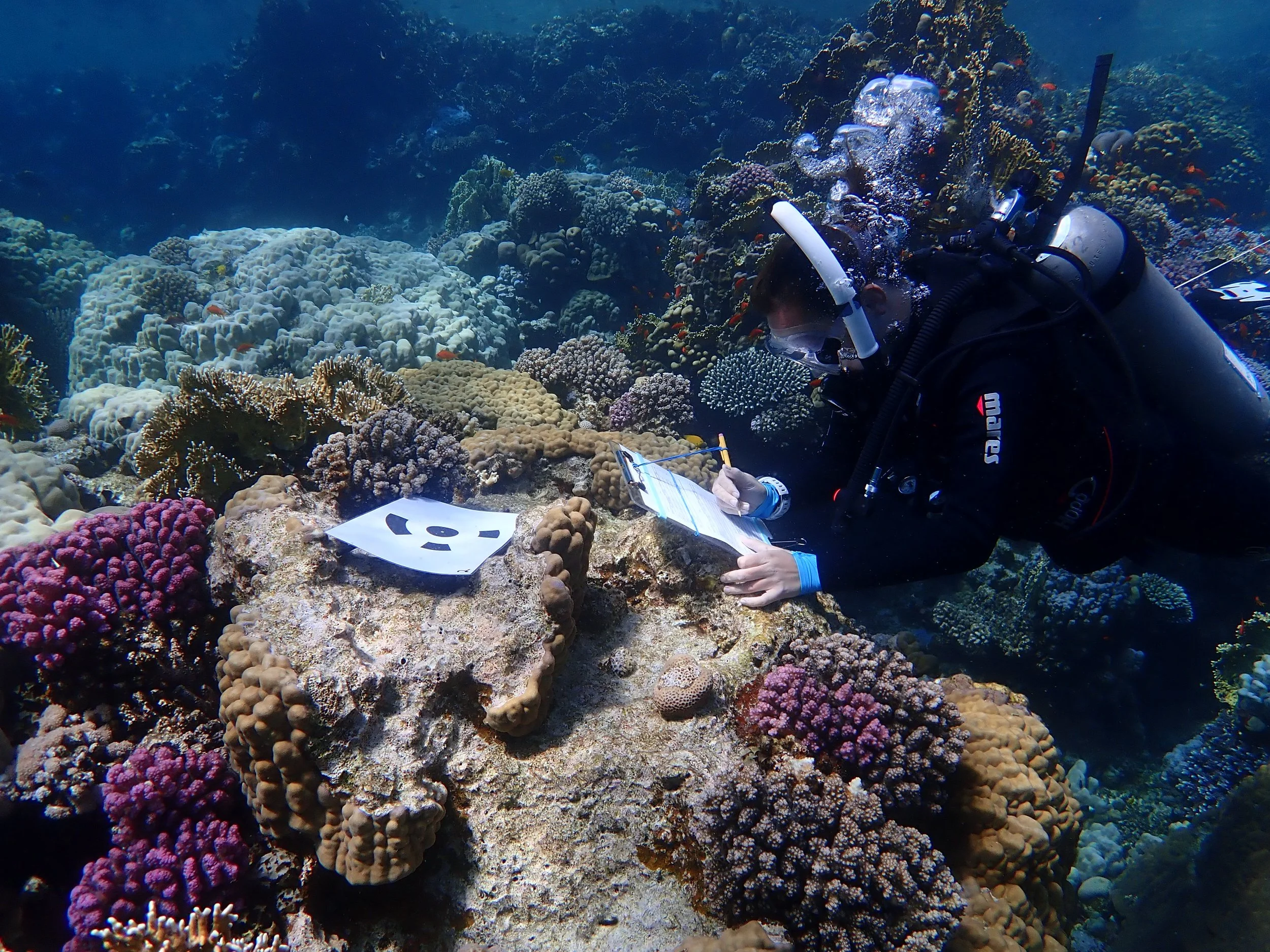 A scuba diver in a wetsuit explores a vibrant coral reef teeming with colorful corals and a variety of small fish.