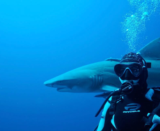 Scuba diver in wetsuit with a shark swimming nearby underwater.