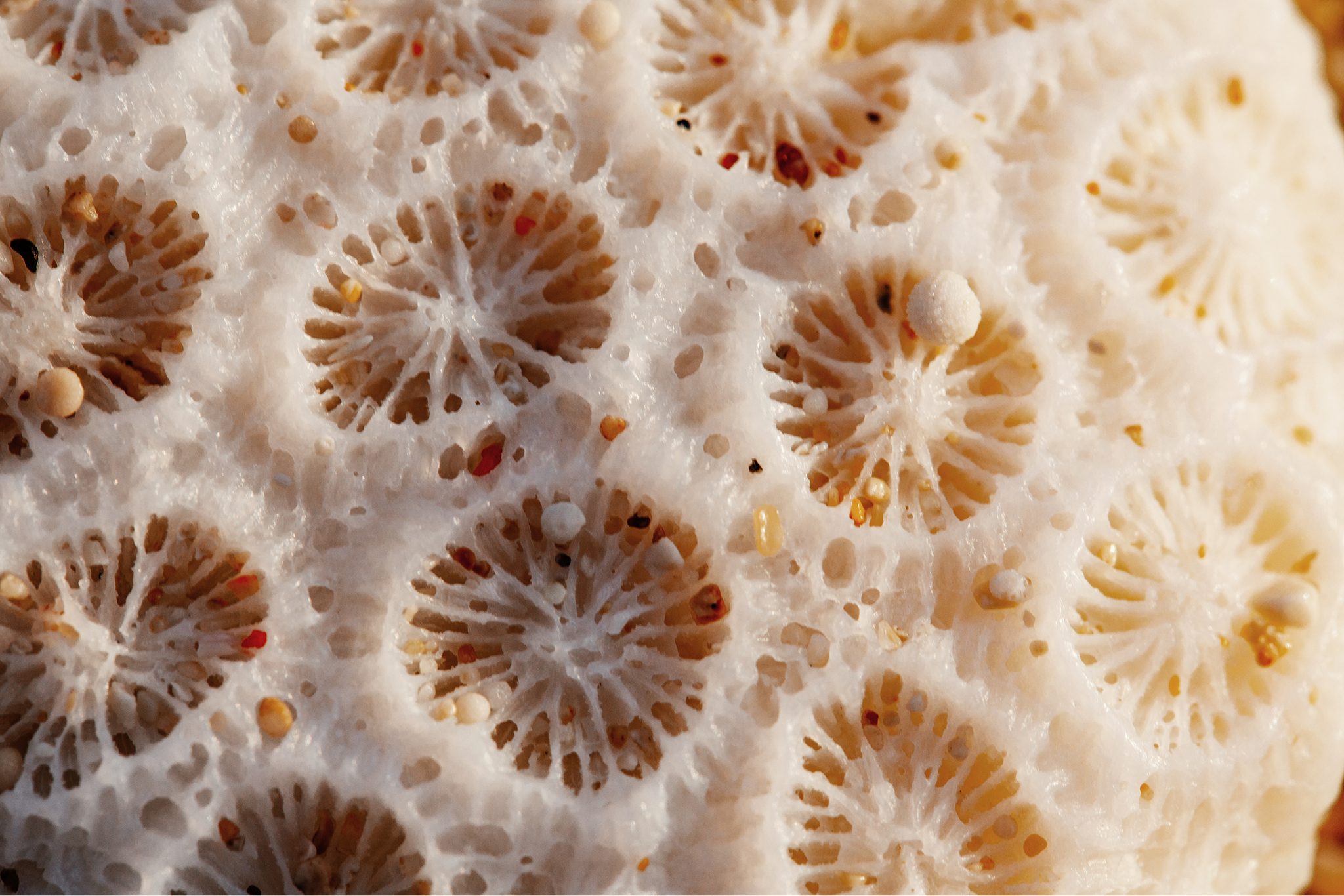 Close-up of a coral reef or marine life, showing intricate and porous structures with a white, cream, and light beige color palette.
