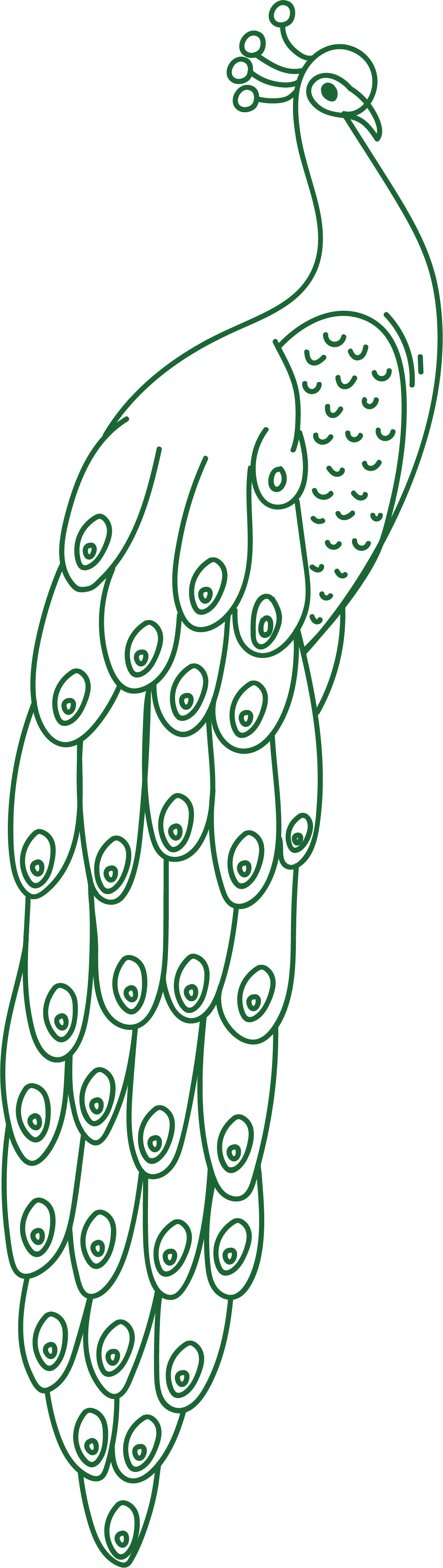 Outline drawing of a peacock with detailed tail feathers and head, all in green lines on a black background.