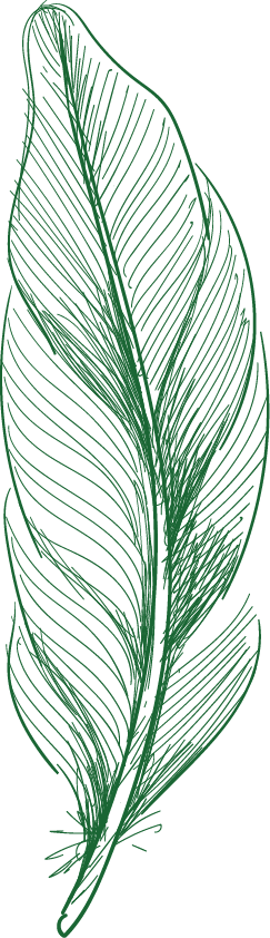 A detailed green line drawing of a feather with a central shaft and barbs.
