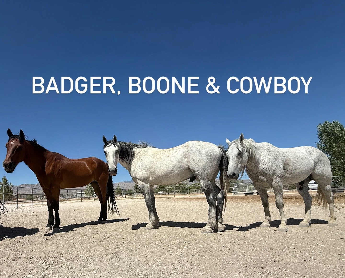 Three horses standing in an outdoor arena with fencing, desert mountains in the background, and a clear blue sky, with the text "Badger, Boone & Cowboy" overlaid.