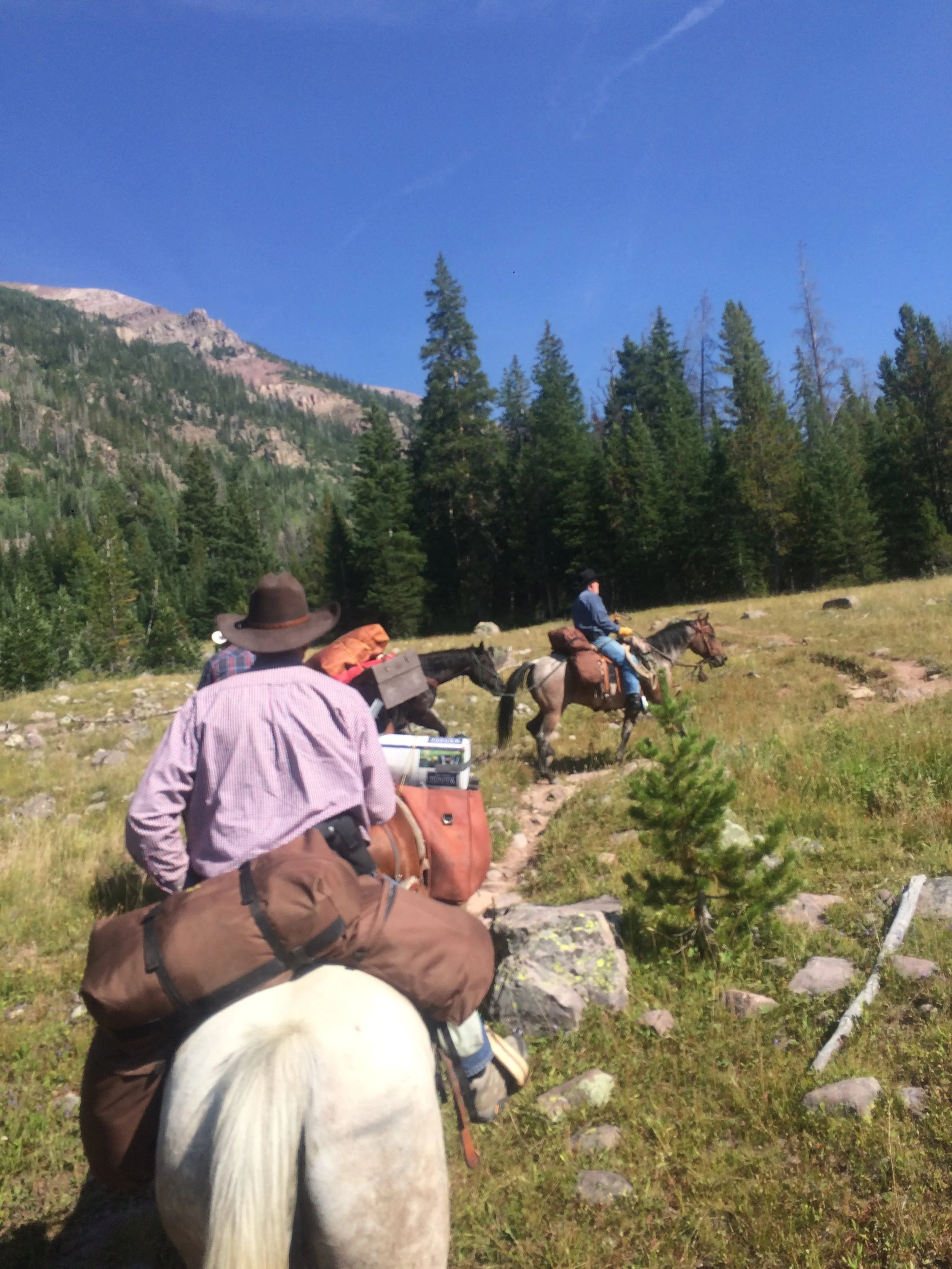 Two people riding horses on a mountain trail through a forested area with tall trees and mountains in the background on a clear, sunny day.