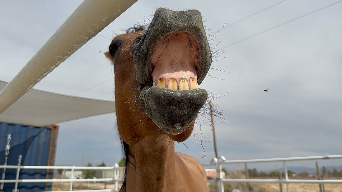 Close-up of a horse's head with its mouth open, showing teeth and nostrils, outdoors with fencing and cloudy sky in the background.