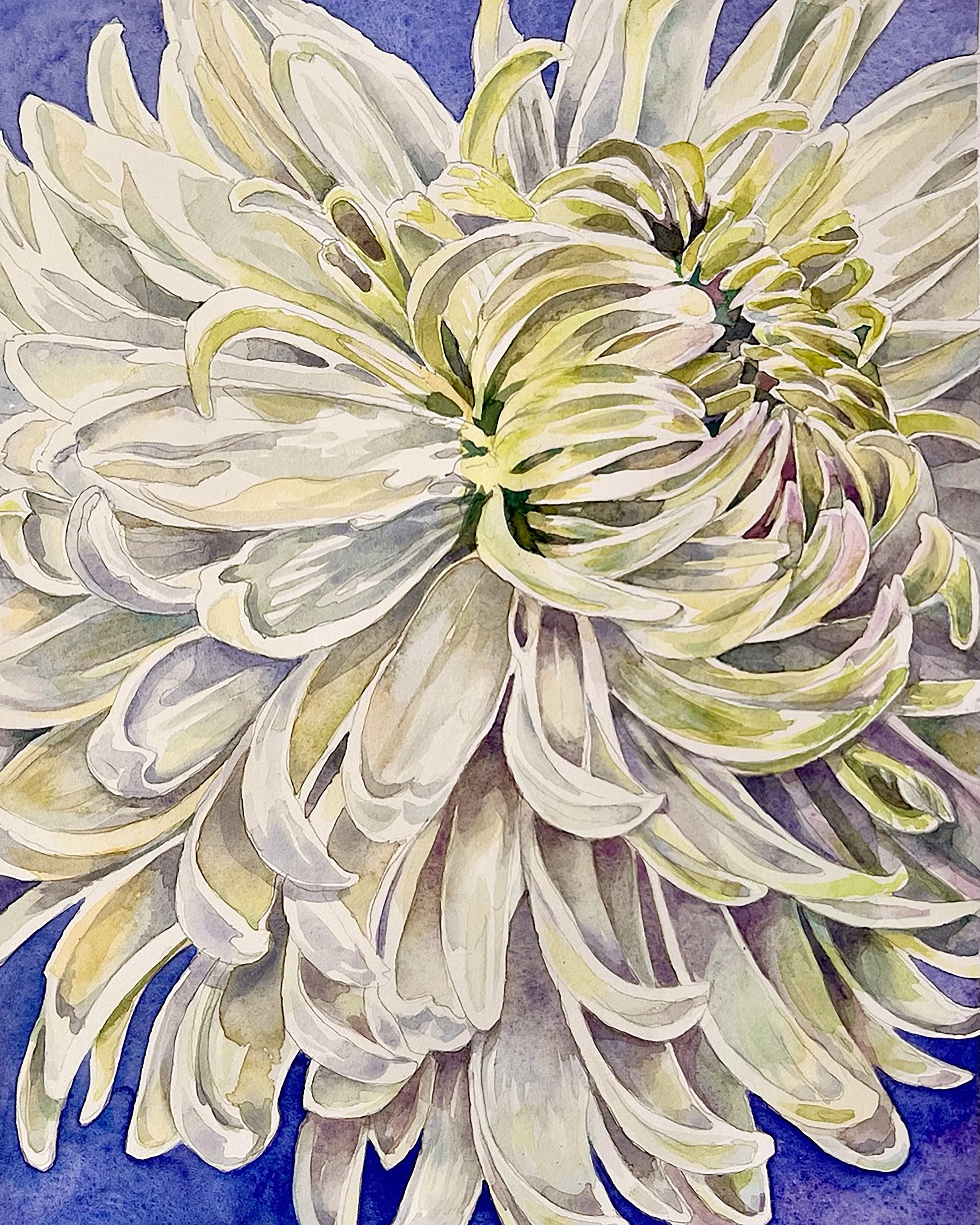 Chrysanthemum
