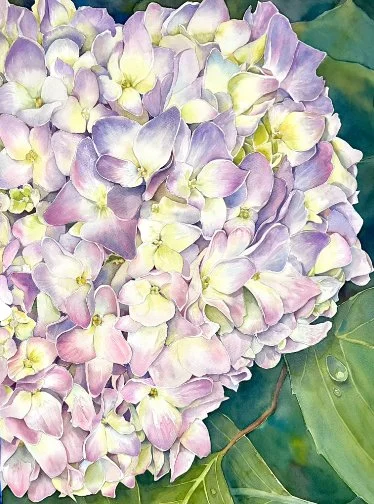 Hydrangea