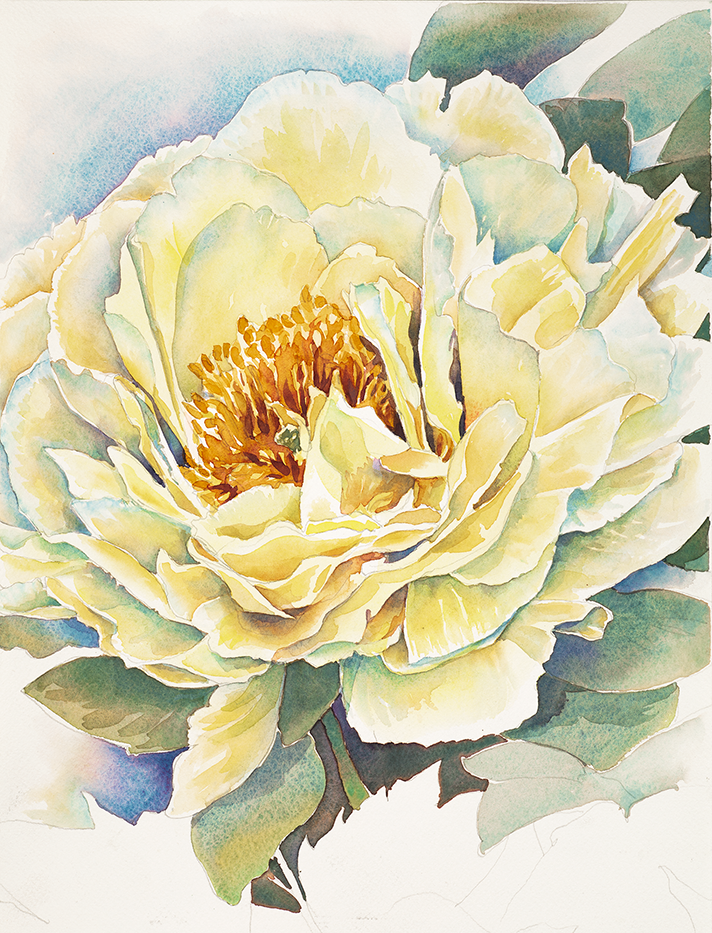 Golden Peony