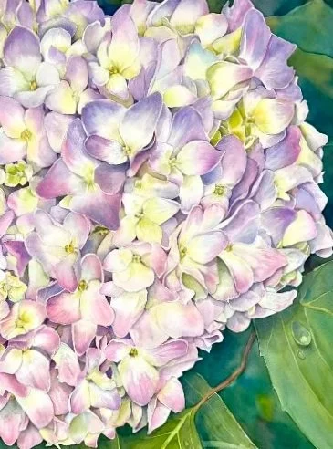 Hydrangea.jpg