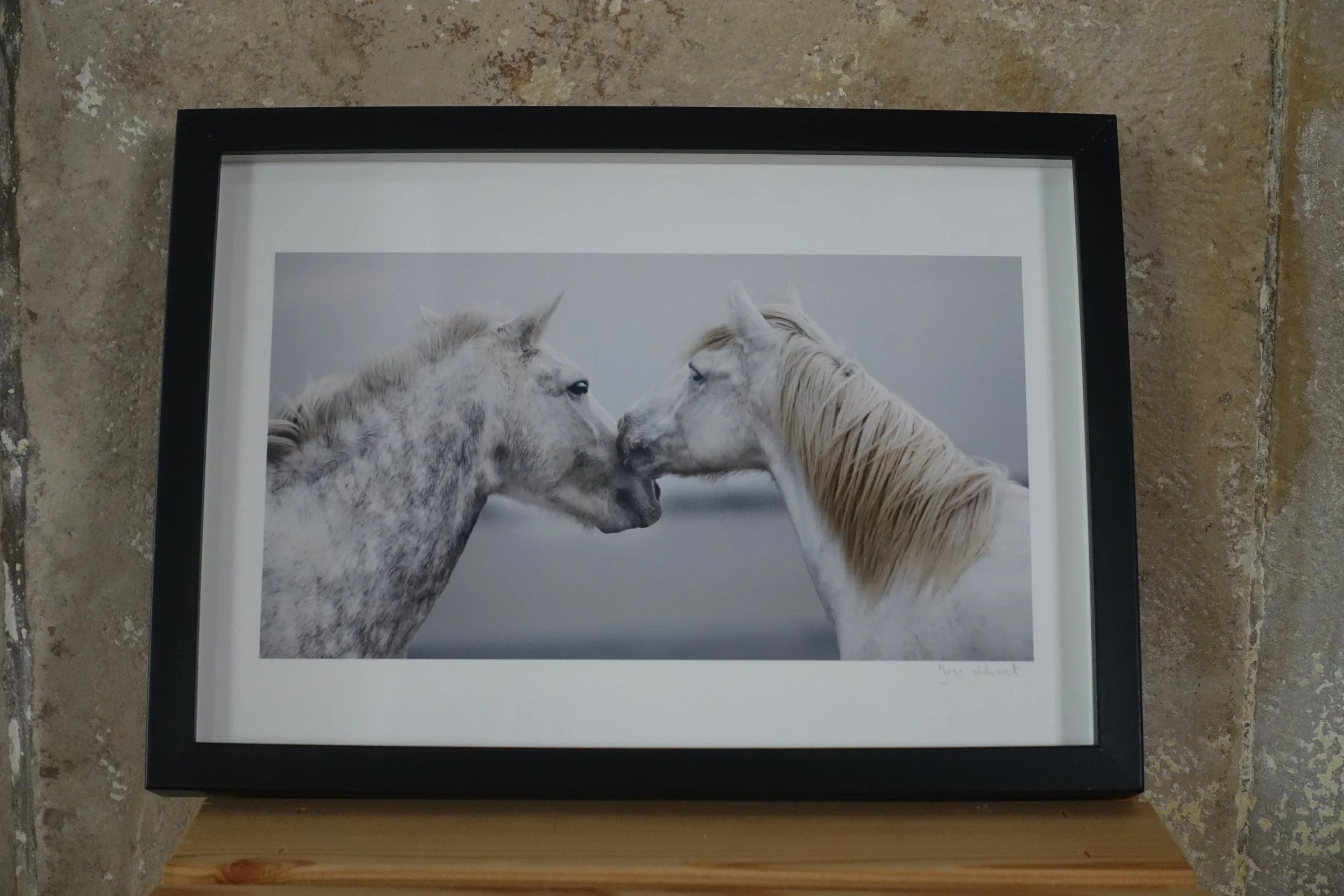 Cavalos - fotografía