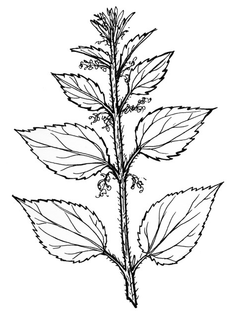 nettle cut.png