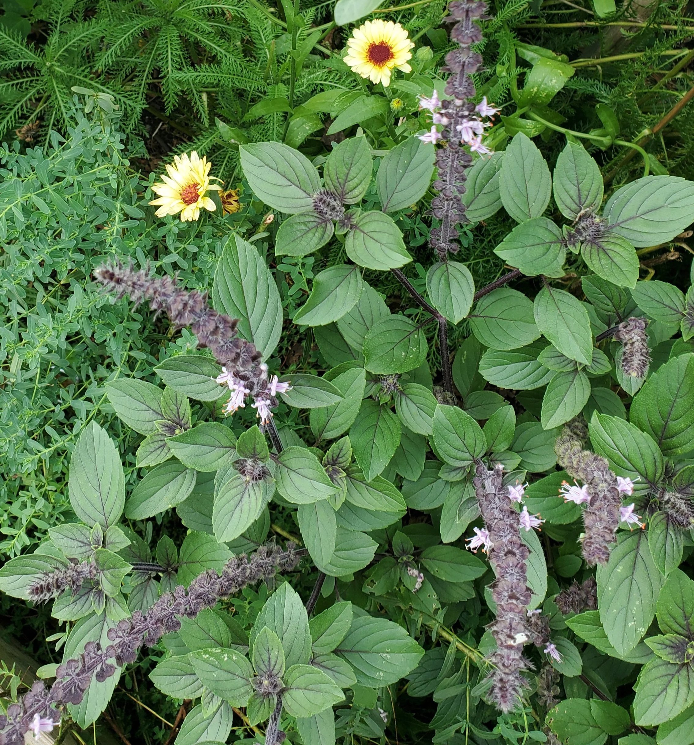 Body and Mind 'Tulsi' Holy Basil - Single Herb Tincture