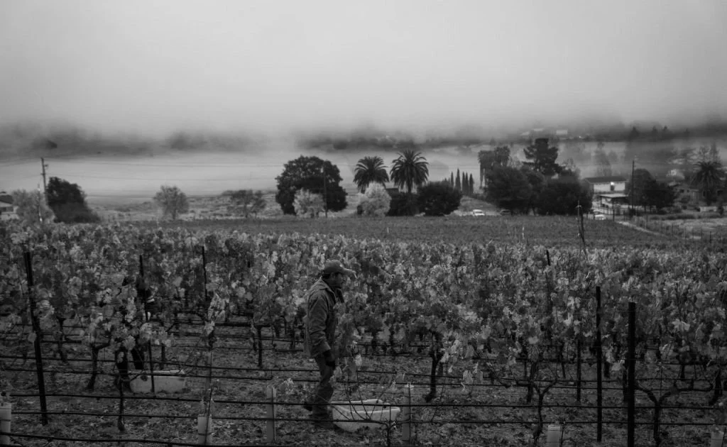 A person walking through a vineyard on a cloudy day with palm trees and farm buildings in the distance.