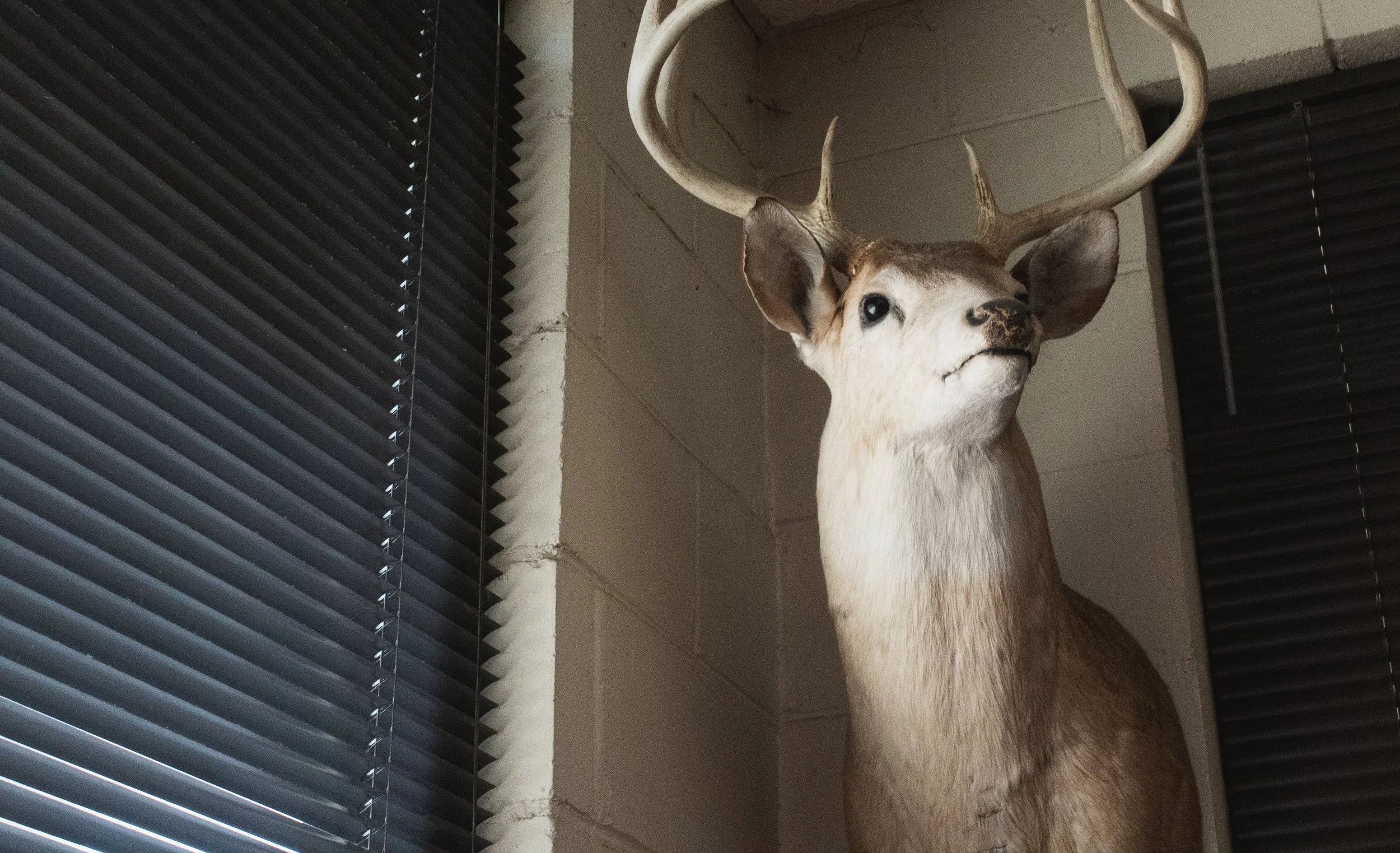 A deer head trophy is mounted on a cream cement wall. Around the deer head are black windowblinds that are closed. The deer's eye appears to stare upward past the viewer.
