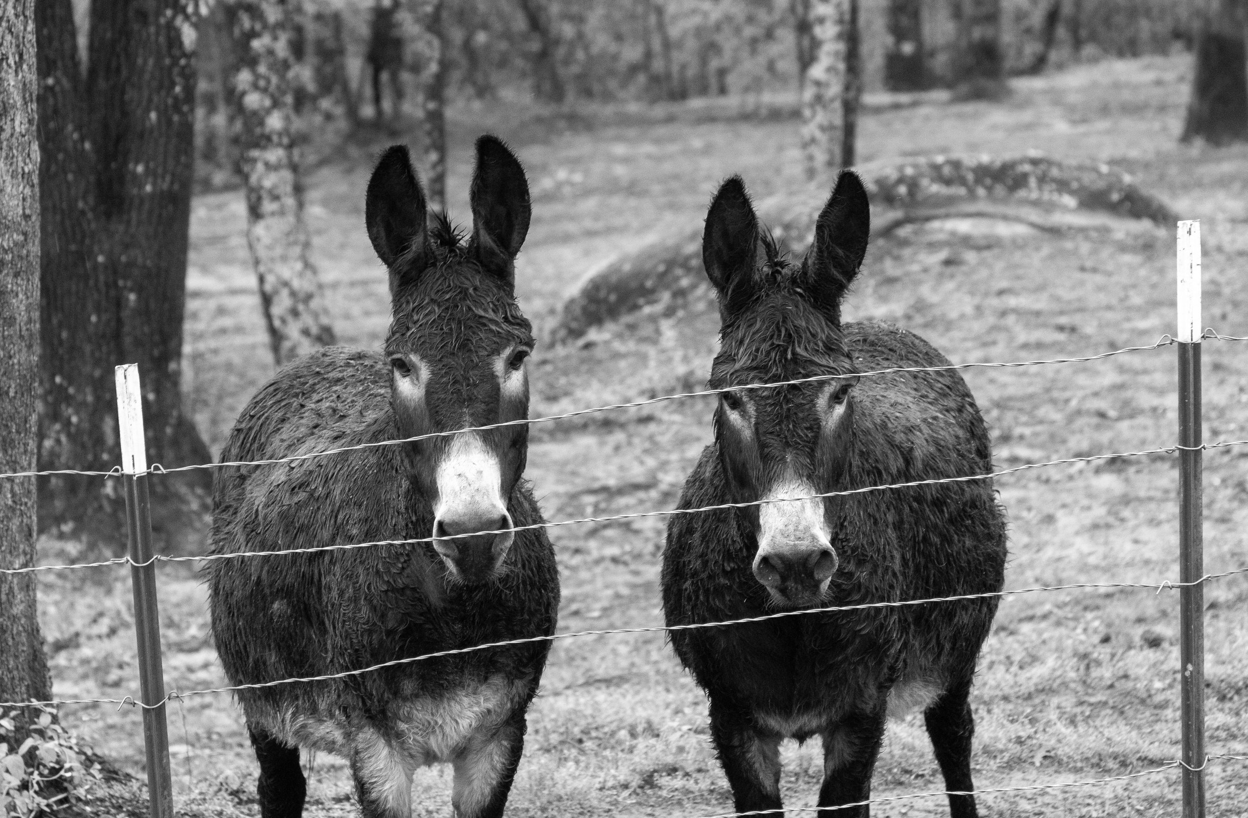 Two donkeys peer from behind a wire fence.