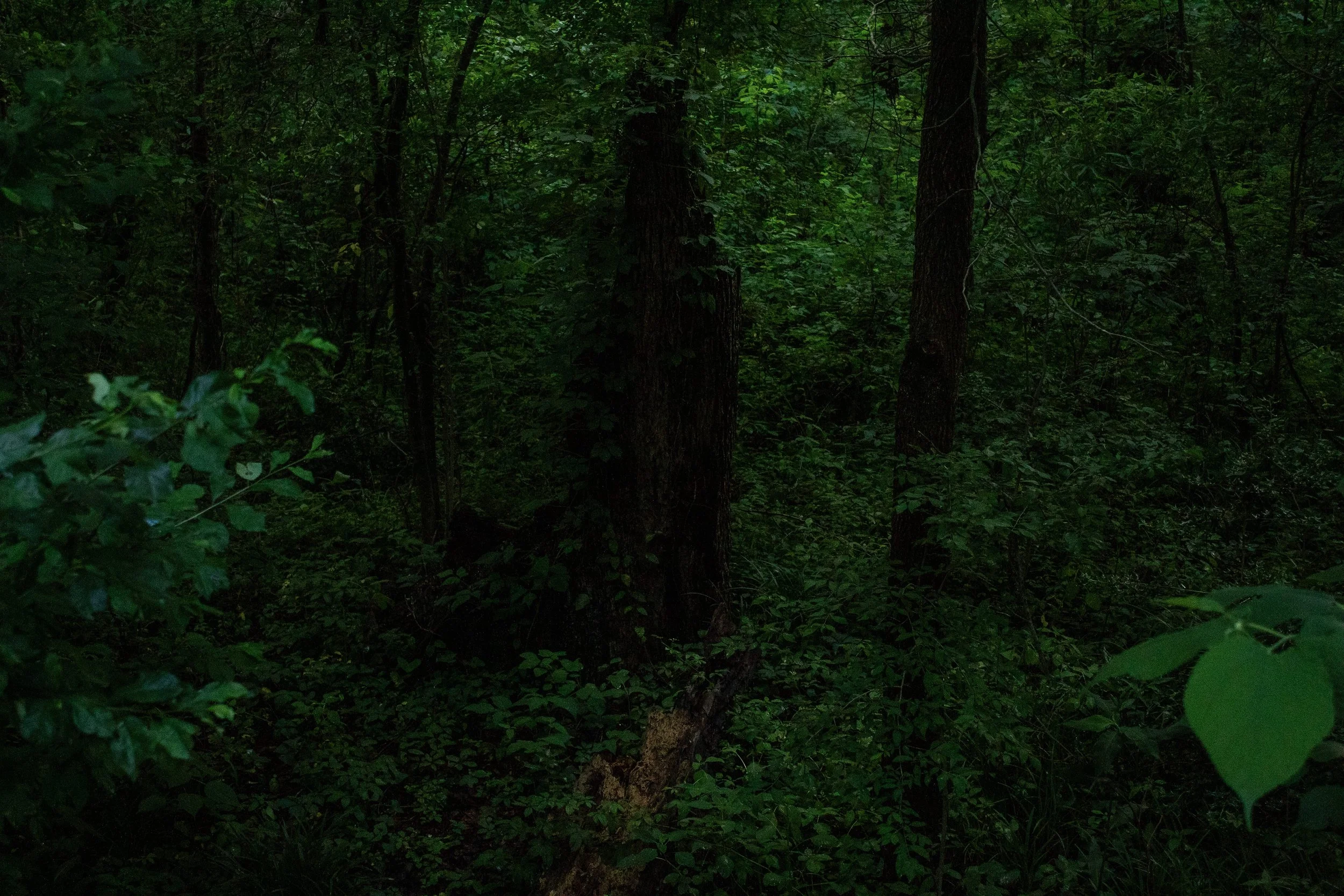 The remains of a tree are darkly lit in the center. Dense, dark foilage surrounds it in the forest.