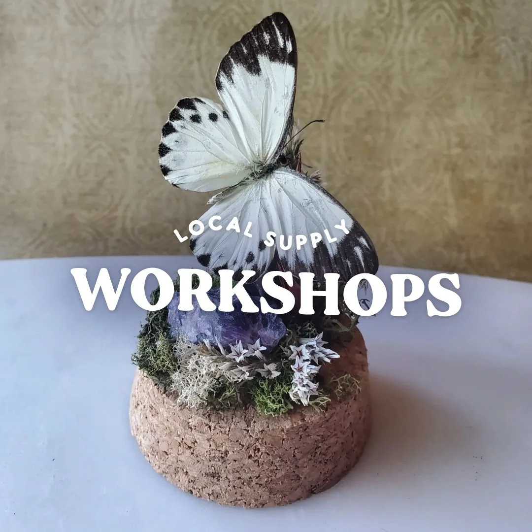 Mini Insect Dome Workshop at Local Supply